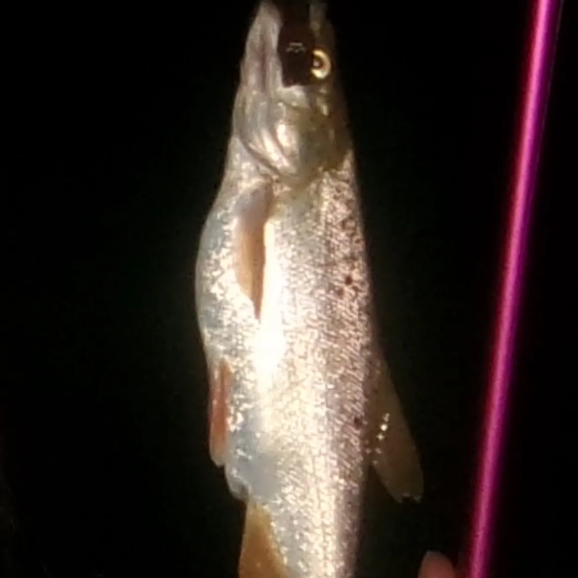 The most recent Virgin chub catches on Fishbrain