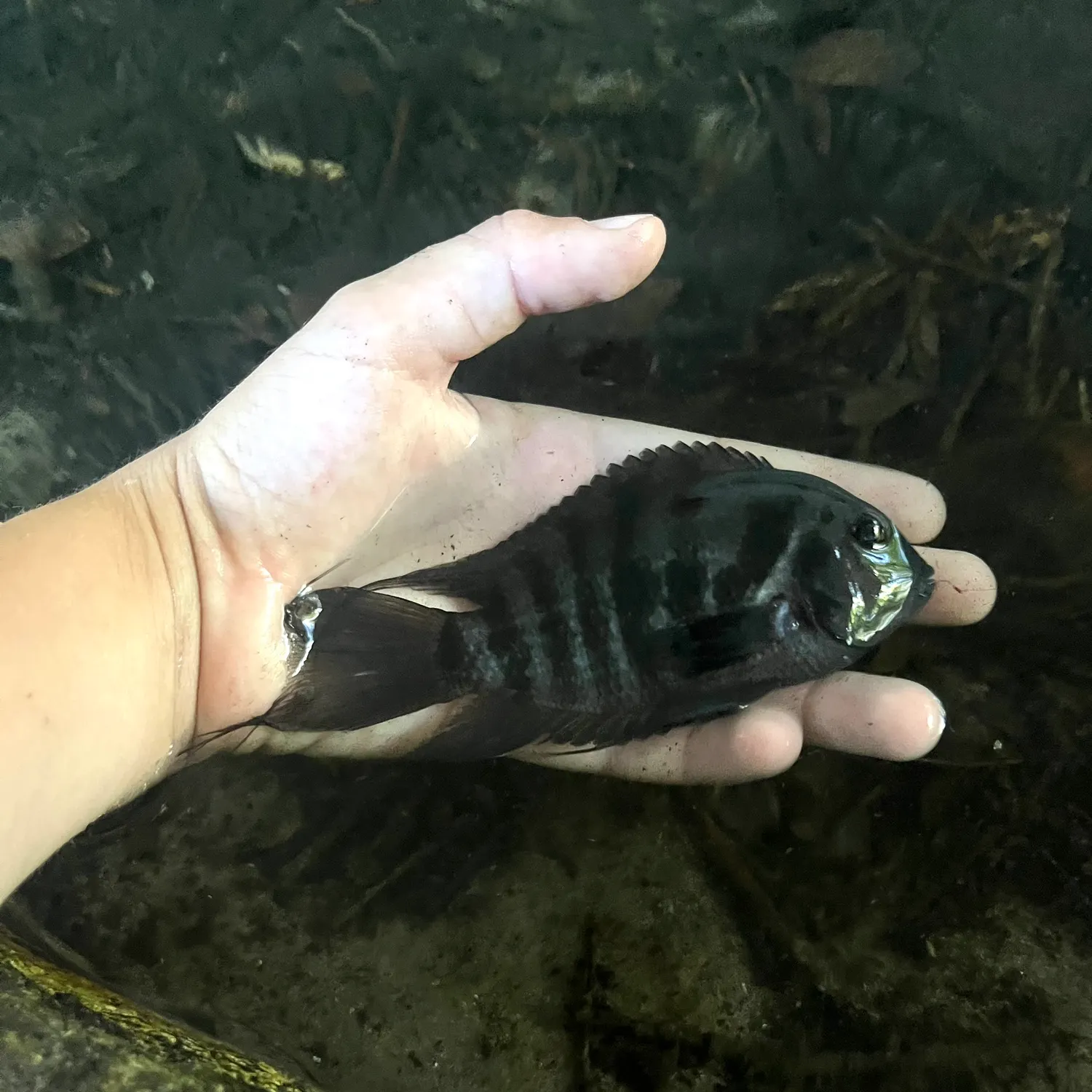The most recent Convict cichlid catches on Fishbrain