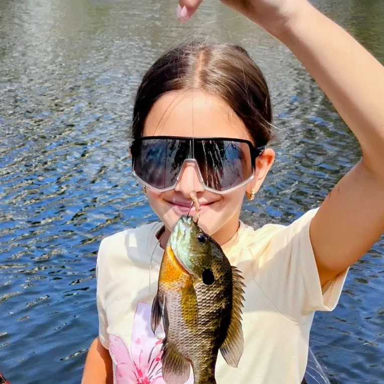 Bluegill caught on Fishbrain