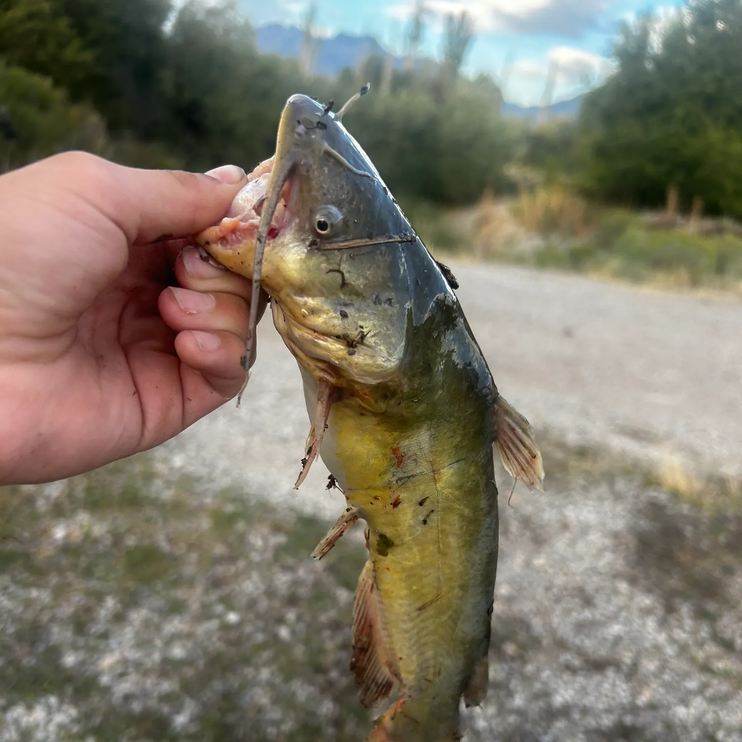 Yellow bullhead caught on Fishbrain