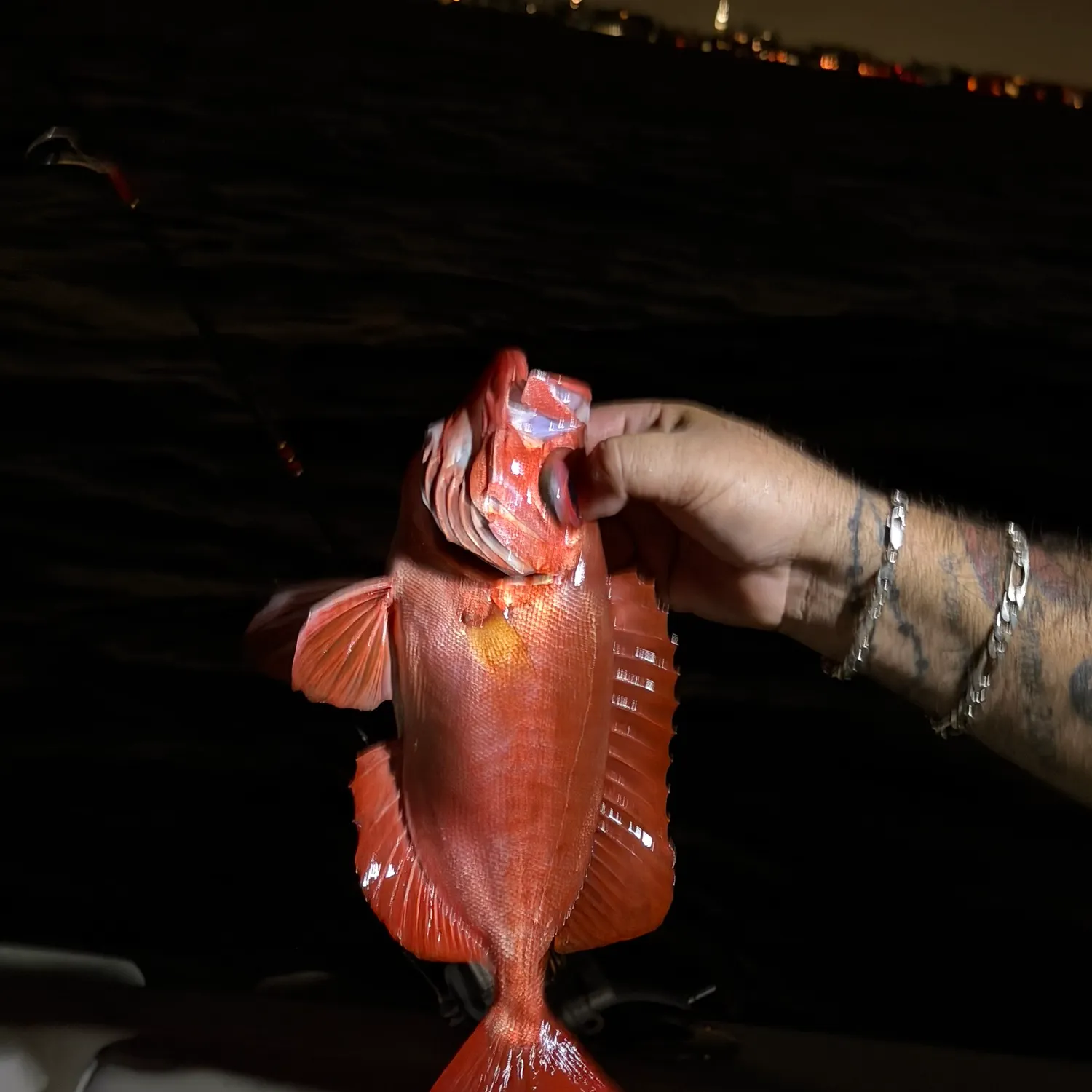 The most recent Atlantic bigeye catches on Fishbrain