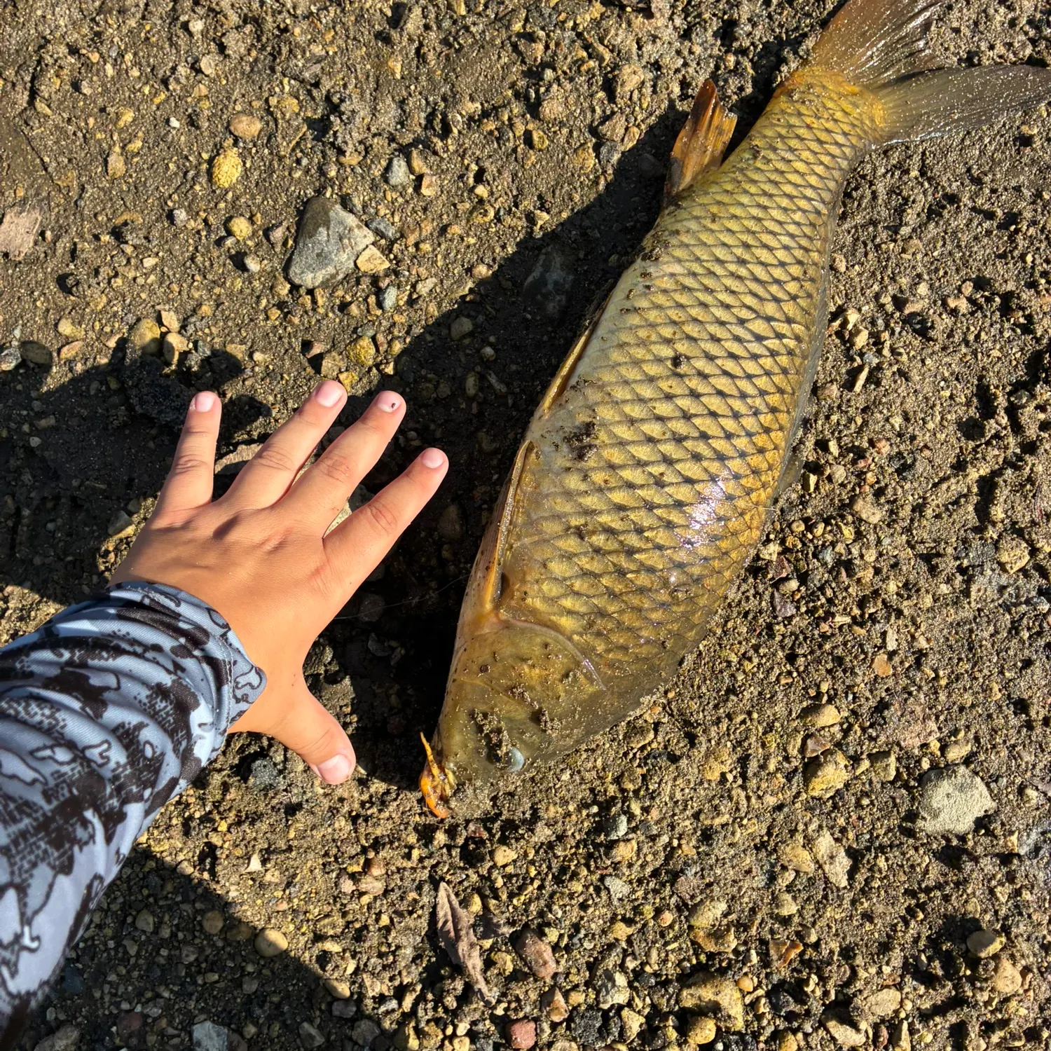 Common carp caught on Fishbrain