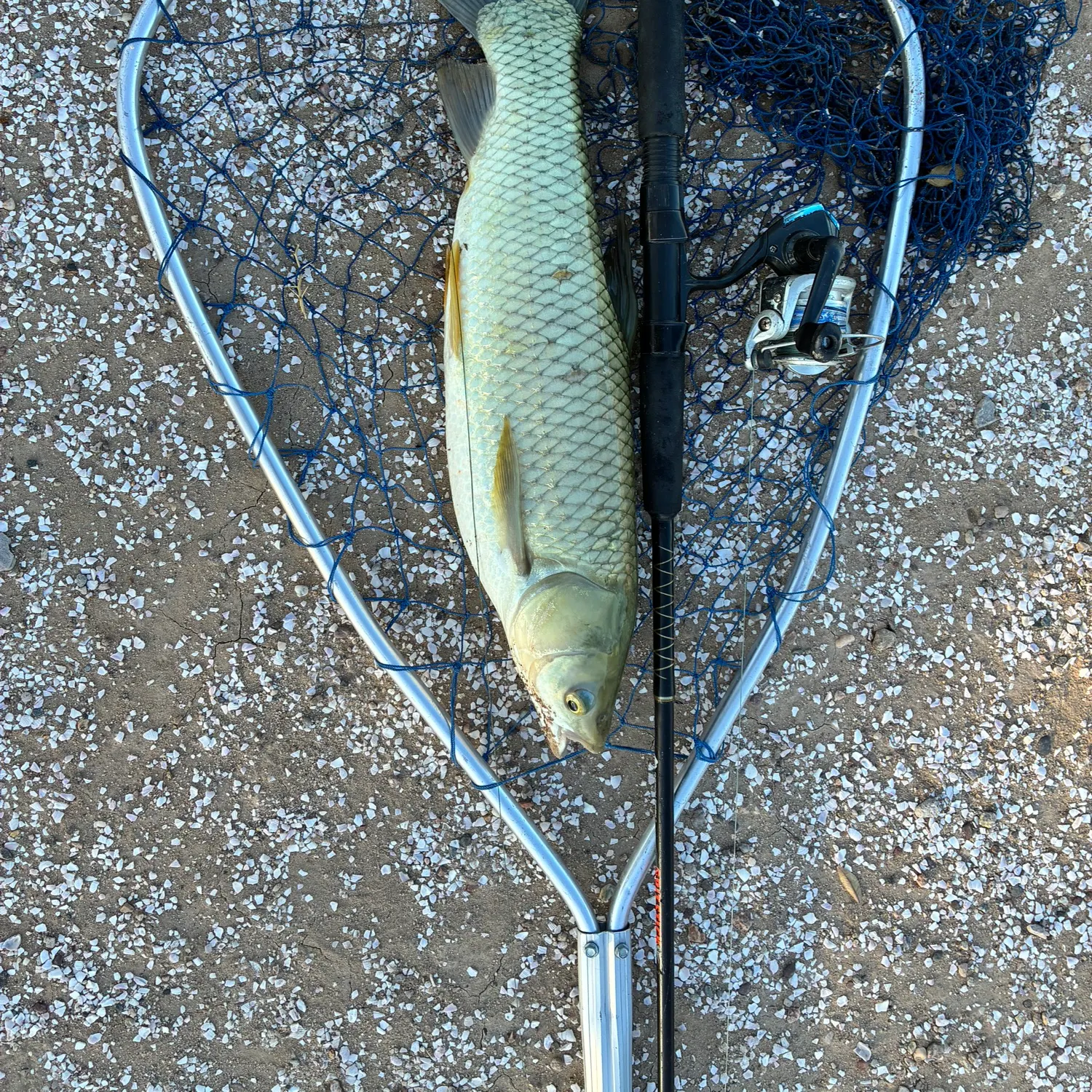 Grass carp caught on Fishbrain