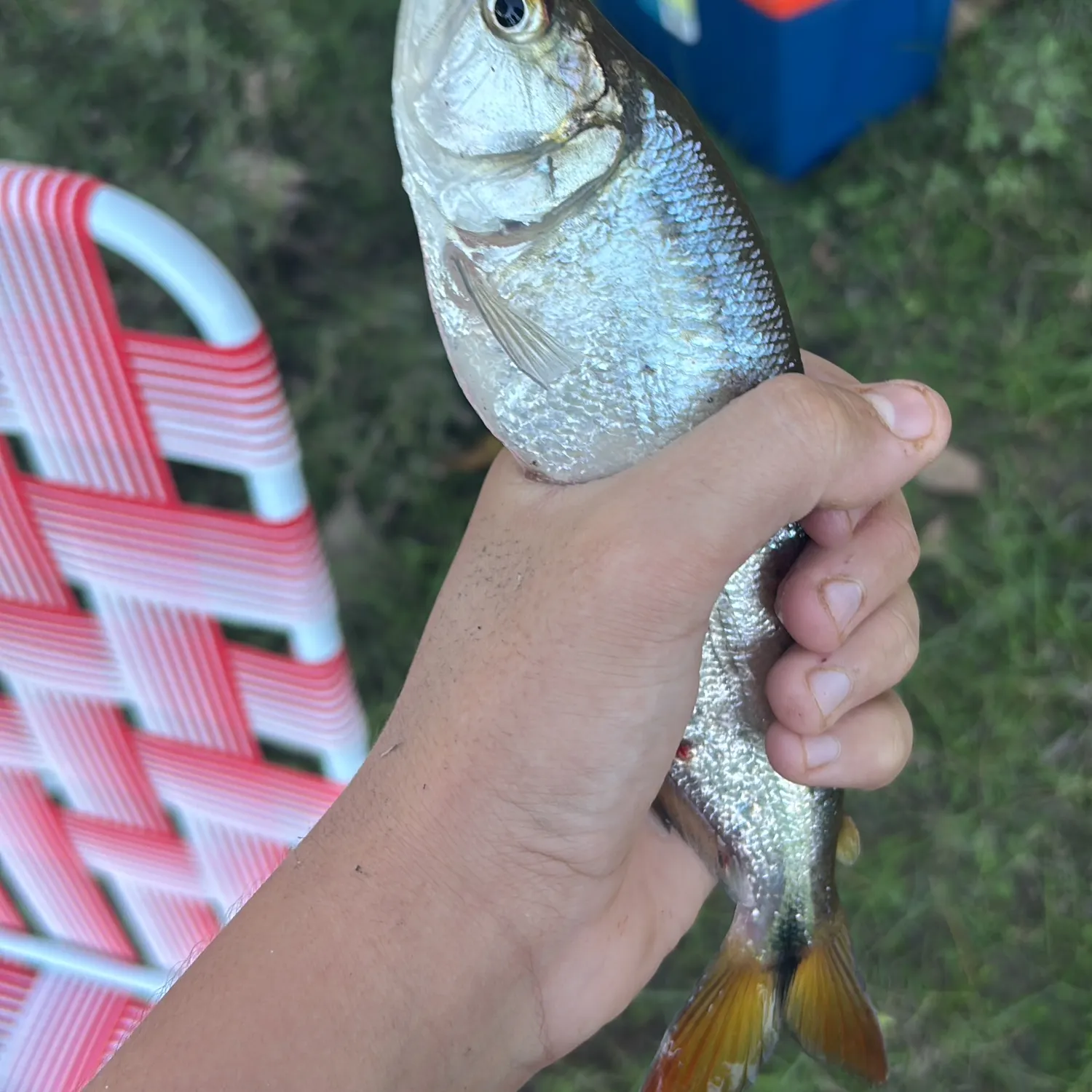 The most recent Biara catches on Fishbrain