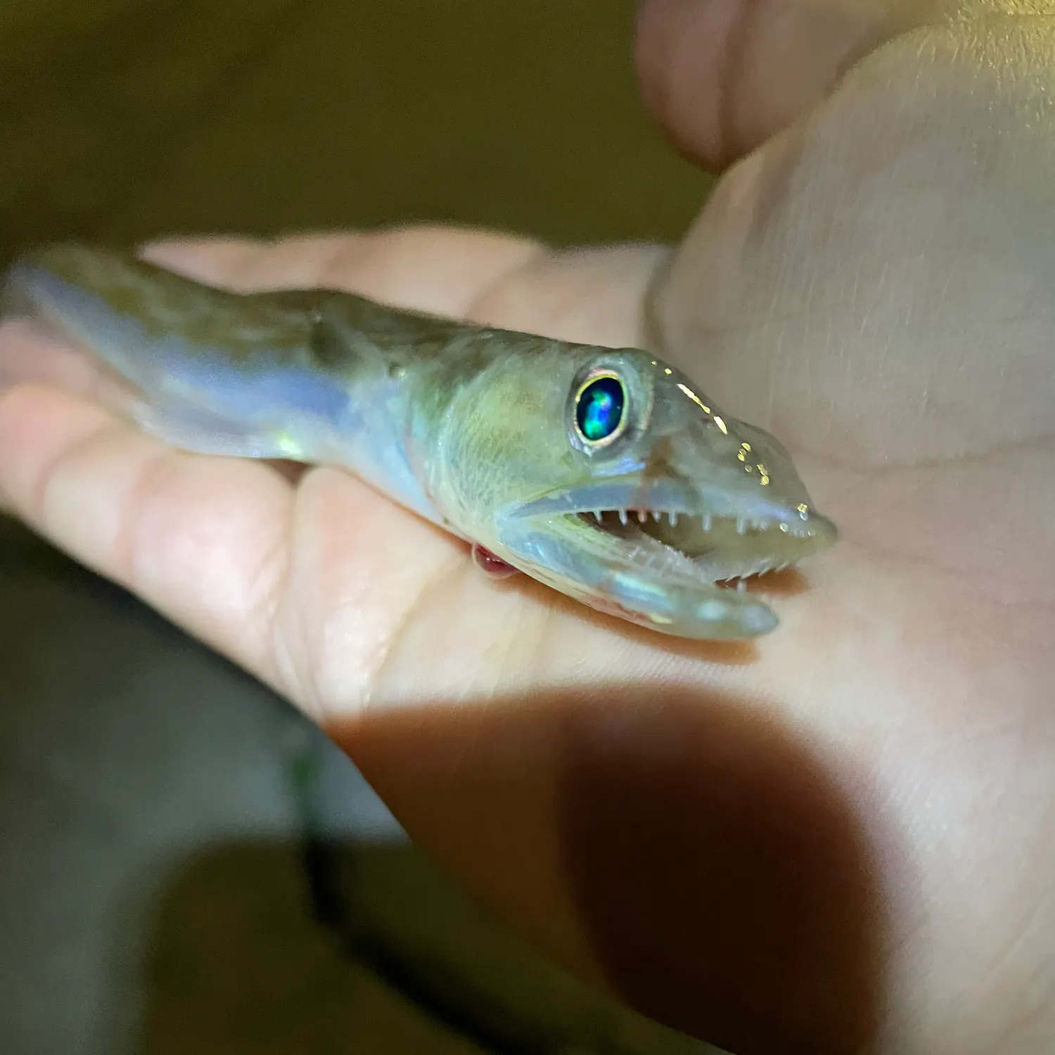 The most recent California lizardfish catches on Fishbrain