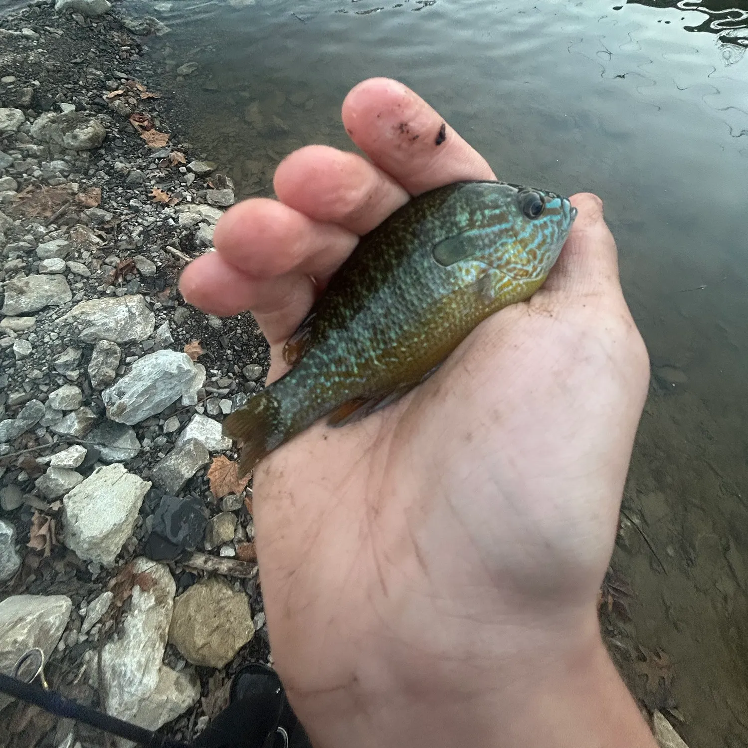 Longear sunfish caught on Fishbrain