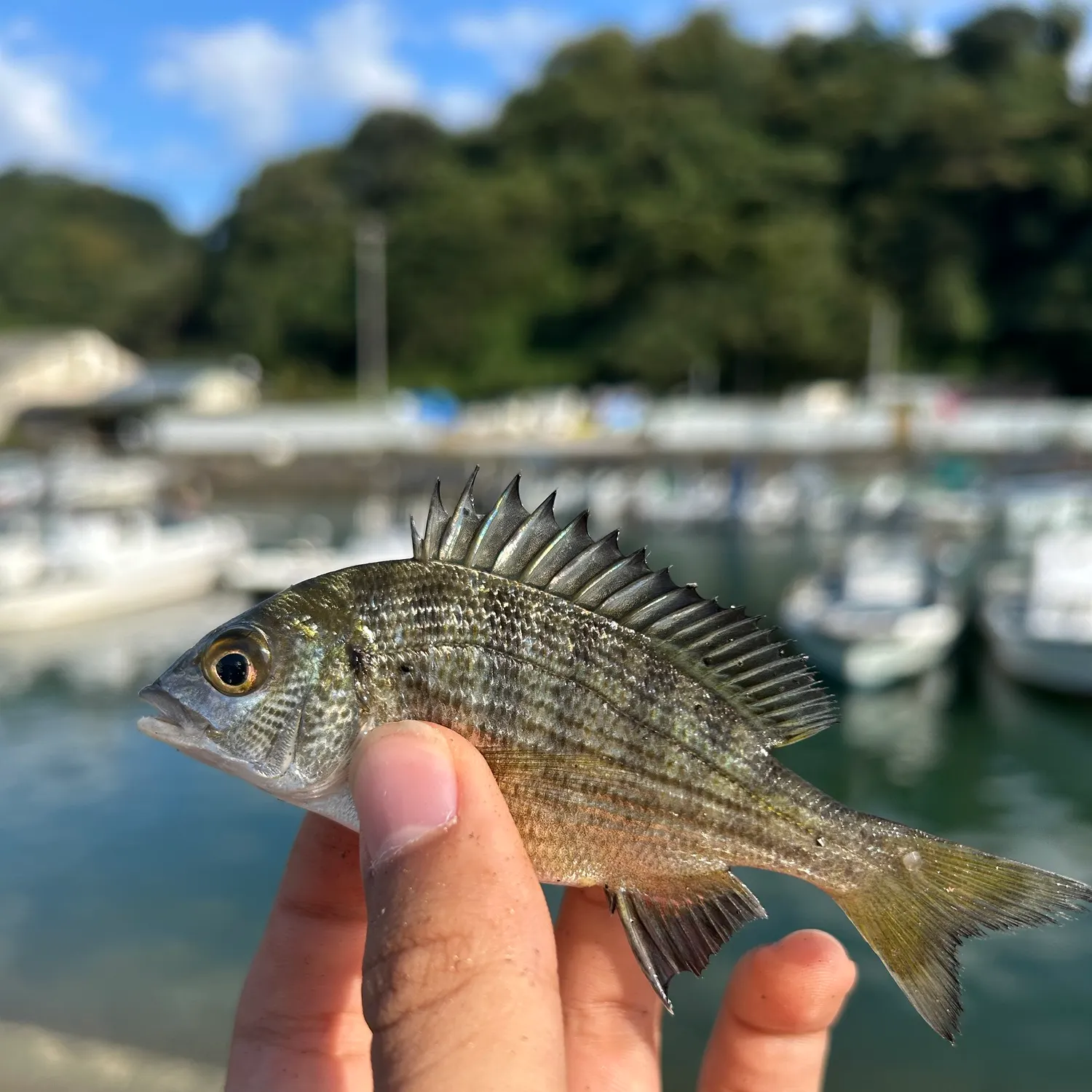 The most recent Blackhead seabream catches on Fishbrain