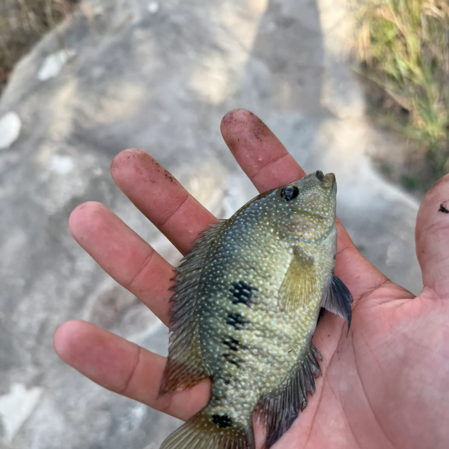 Rio Grande cichlid caught on Fishbrain