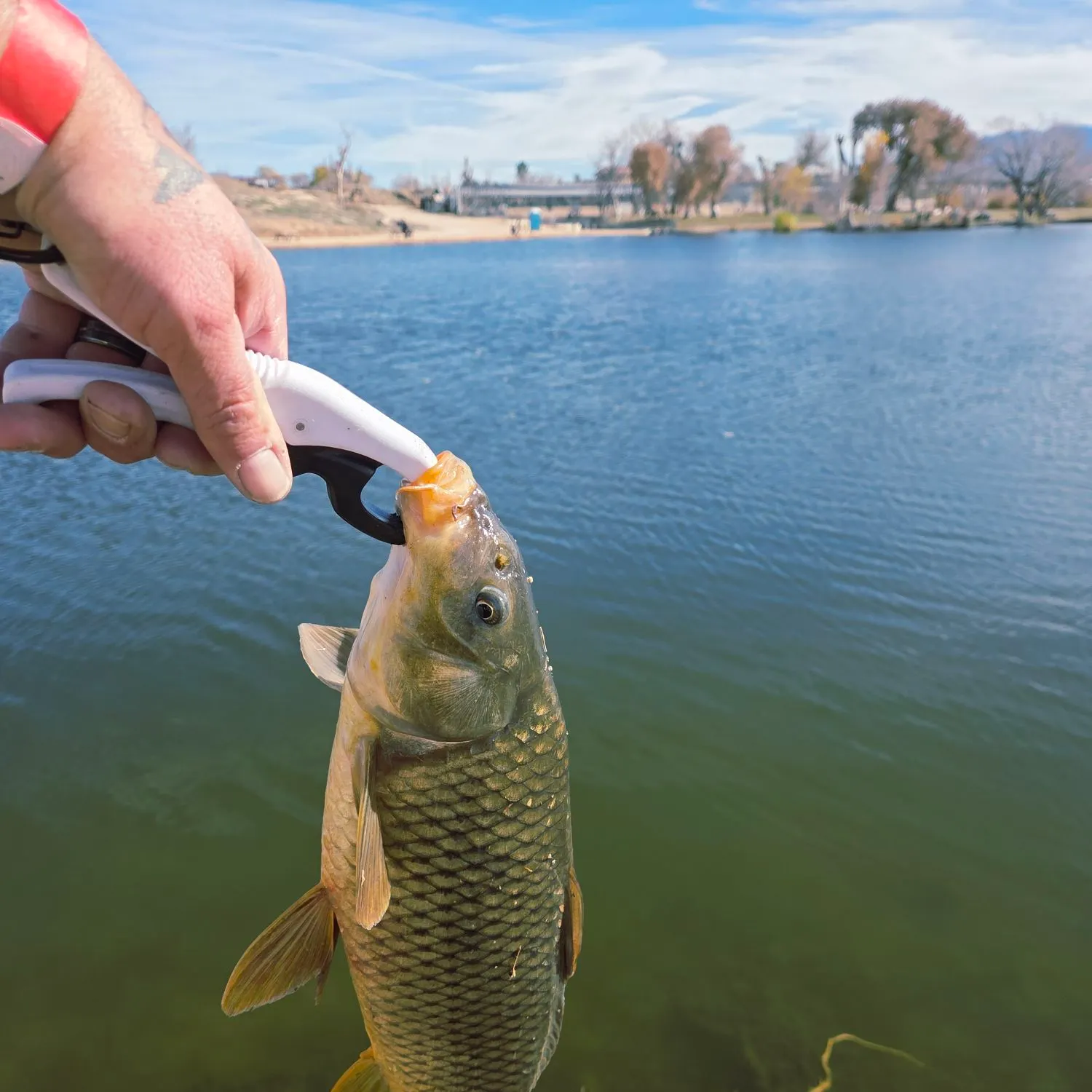 The most recent Common carp catches on Fishbrain