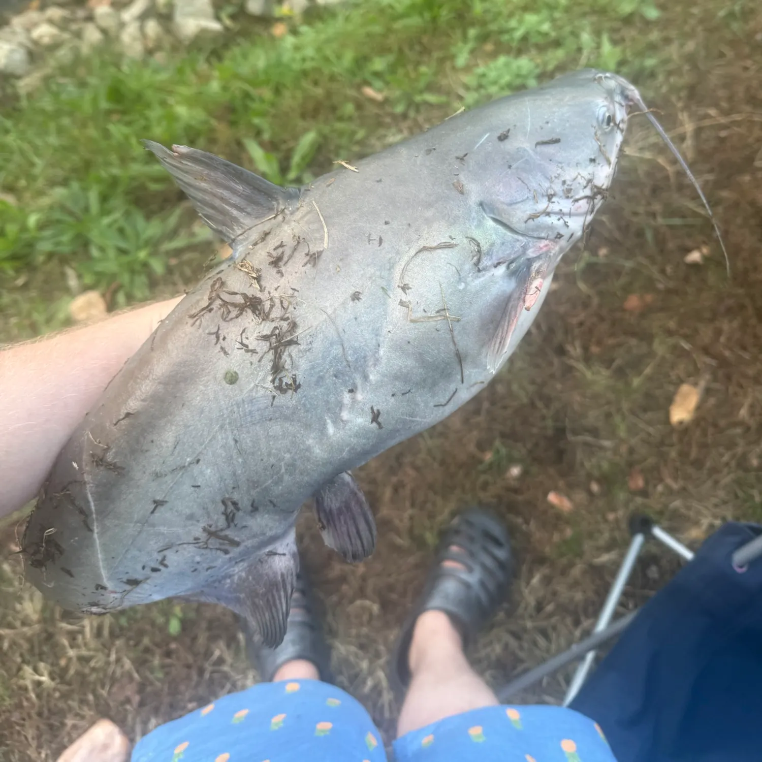 Channel catfish caught on Fishbrain