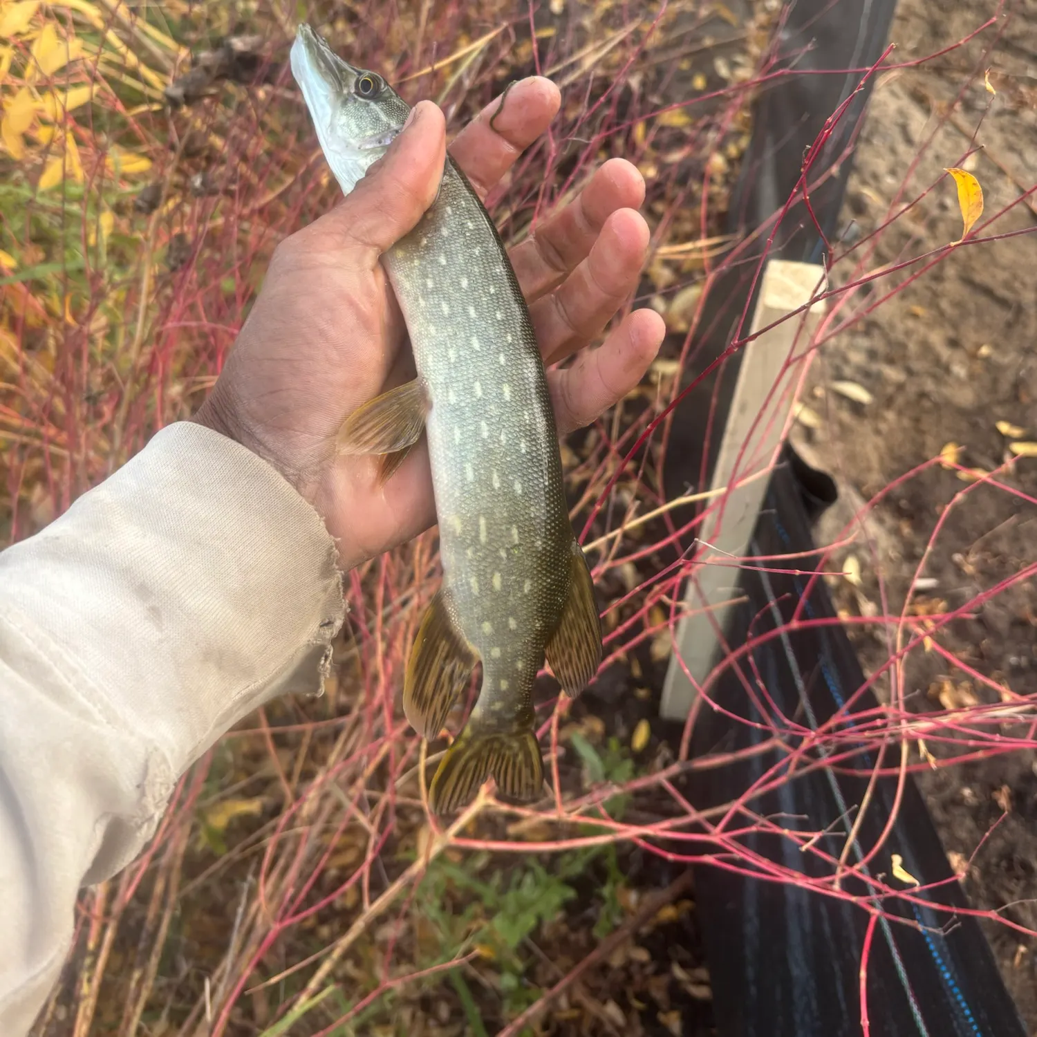Northern pike caught on Fishbrain