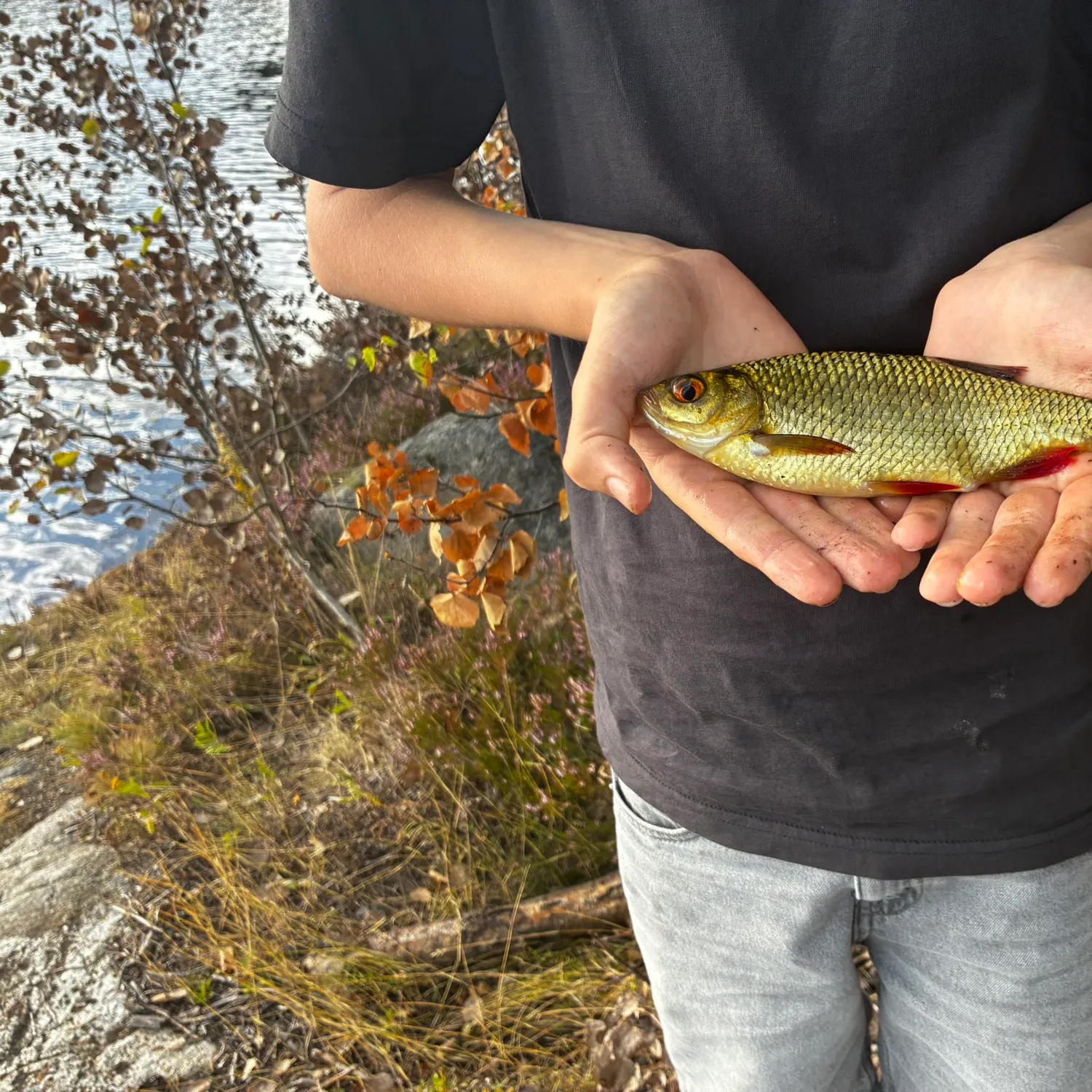 Common rudd caught on Fishbrain