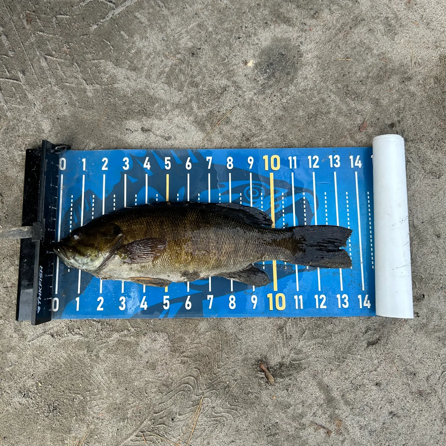 Smallmouth bass caught on Fishbrain