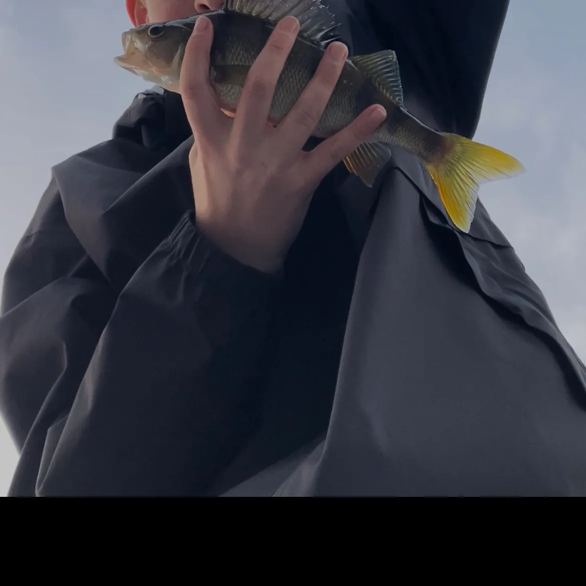 European perch caught on Fishbrain