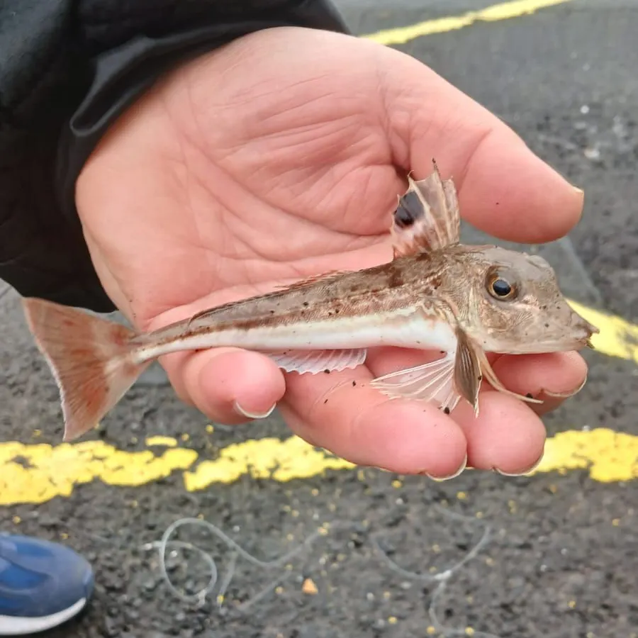 The most recent Grey gurnard catches on Fishbrain
