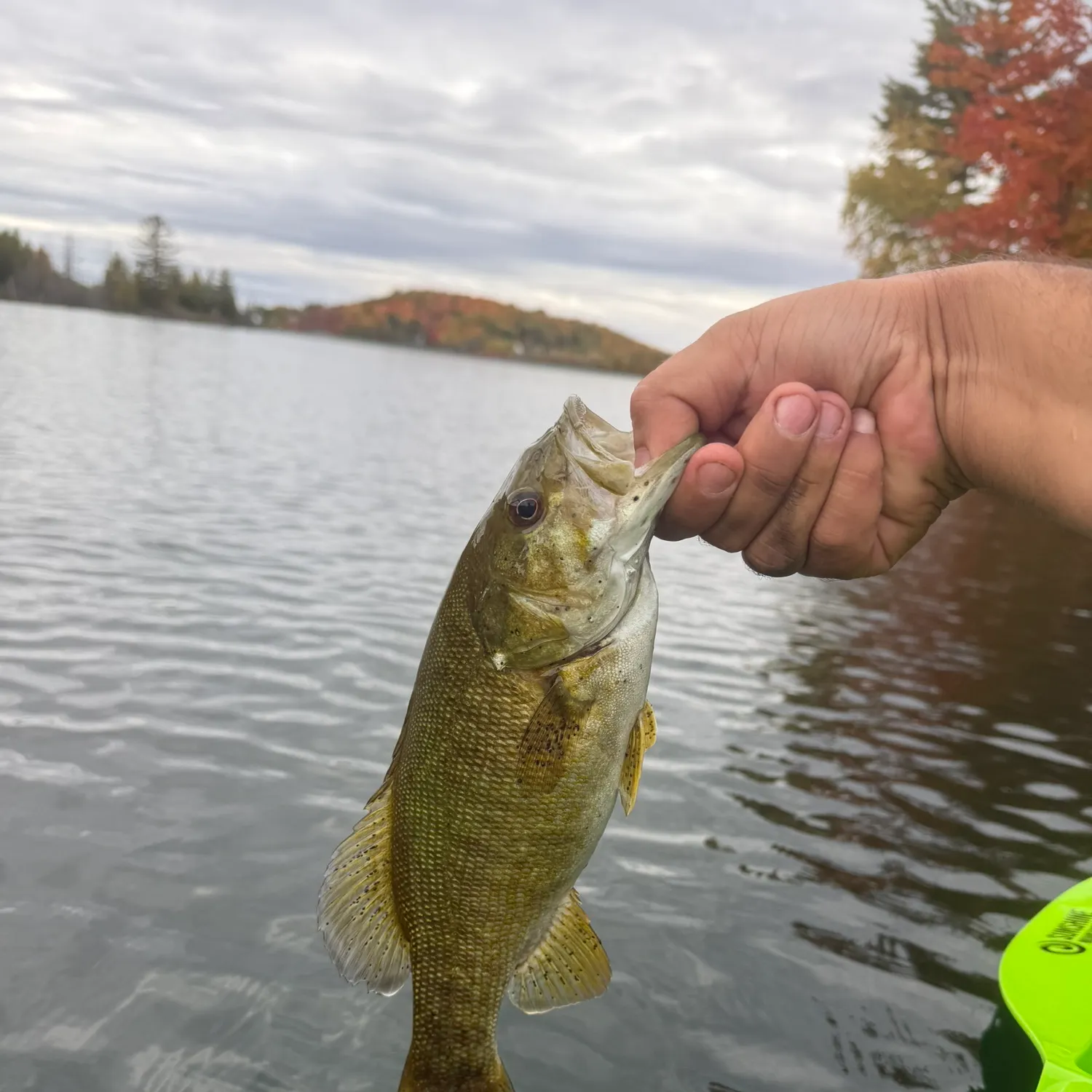Smallmouth bass caught on Fishbrain