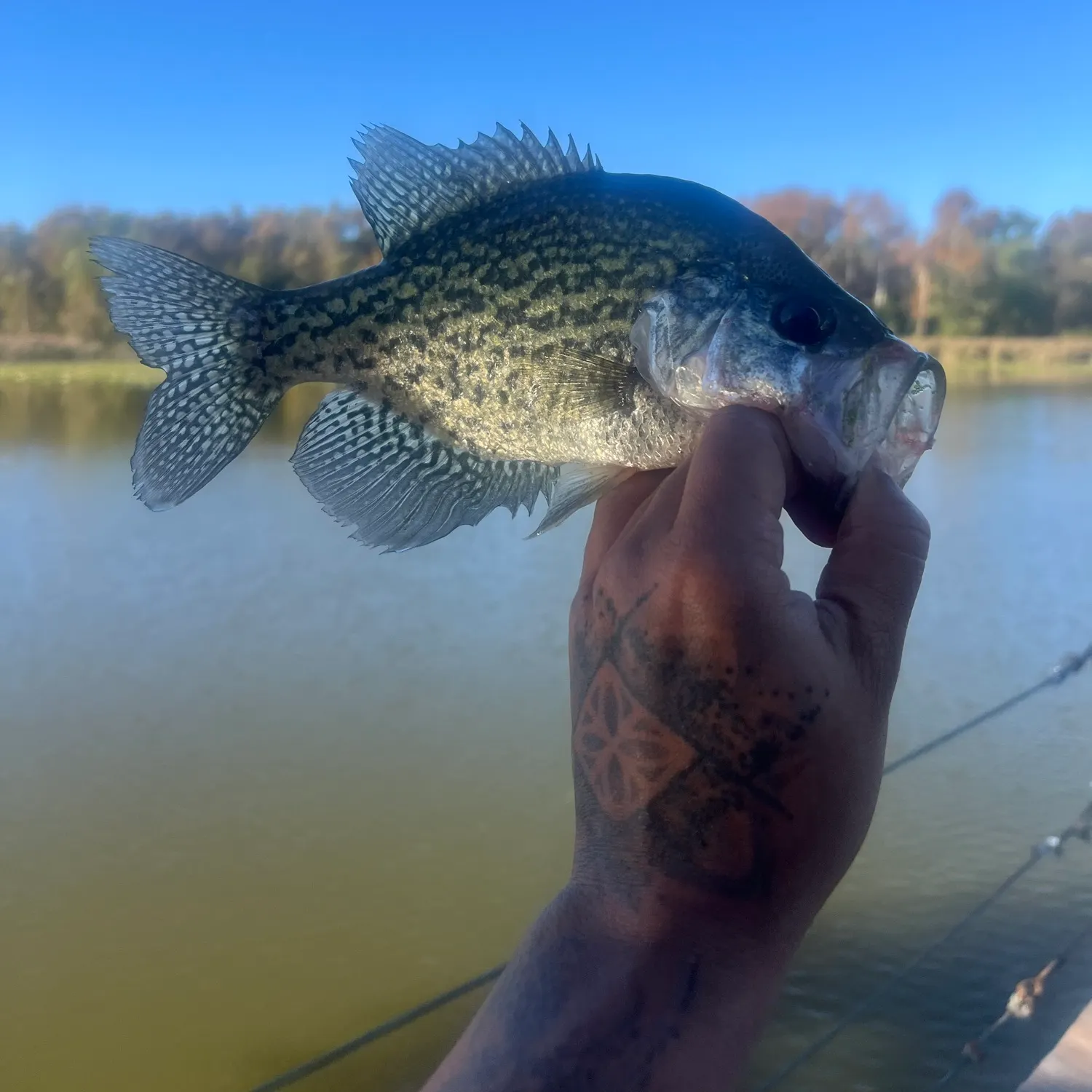Black crappie caught on Fishbrain
