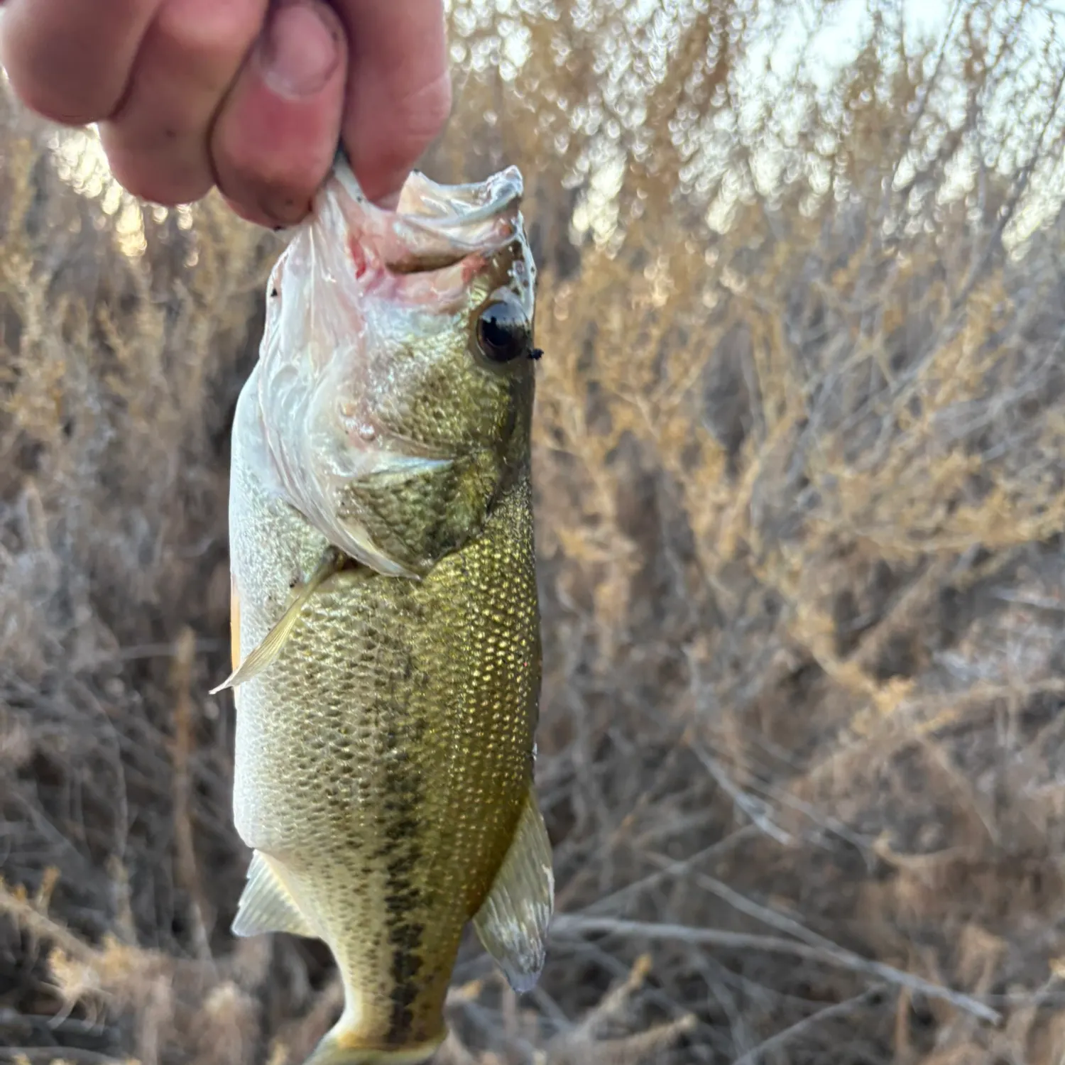 Spotted bass caught on Fishbrain