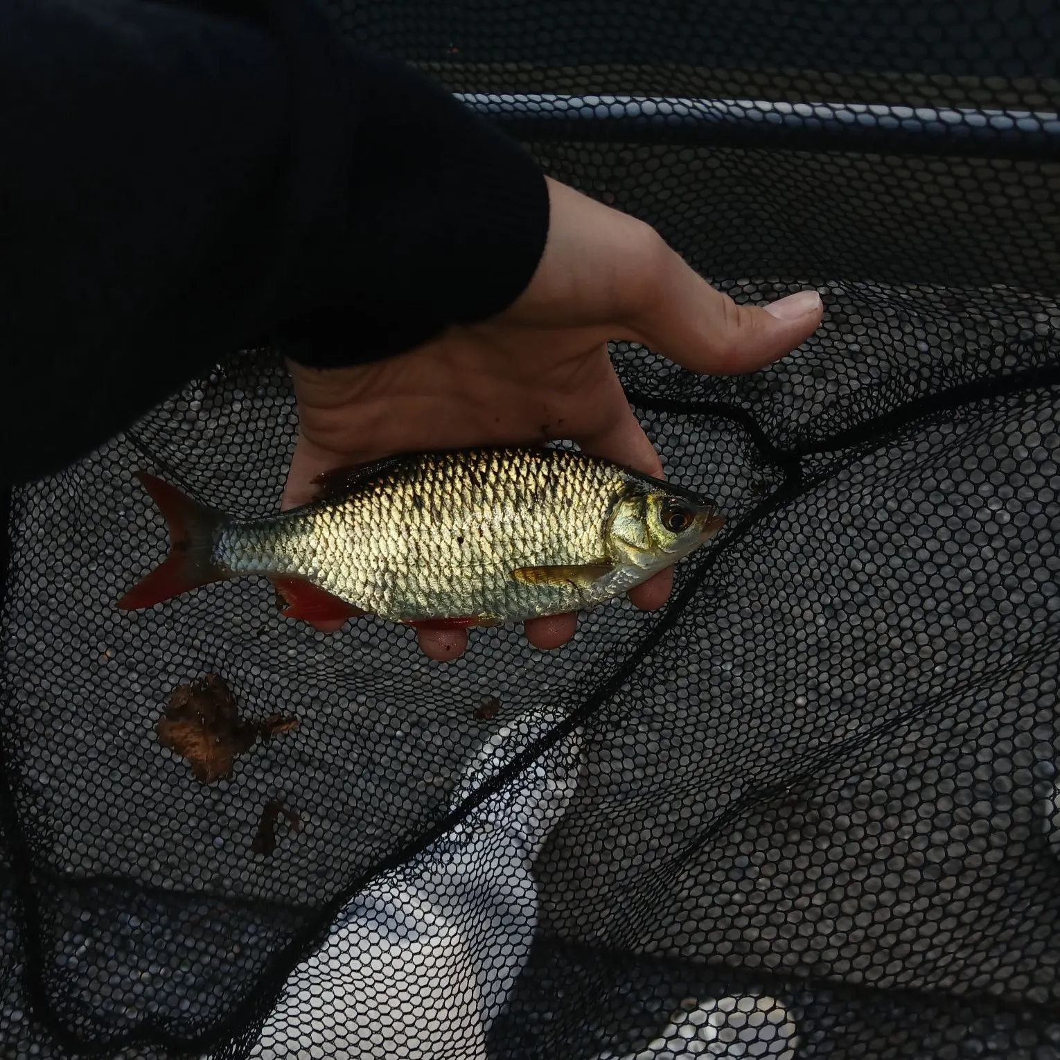 European chub caught on Fishbrain