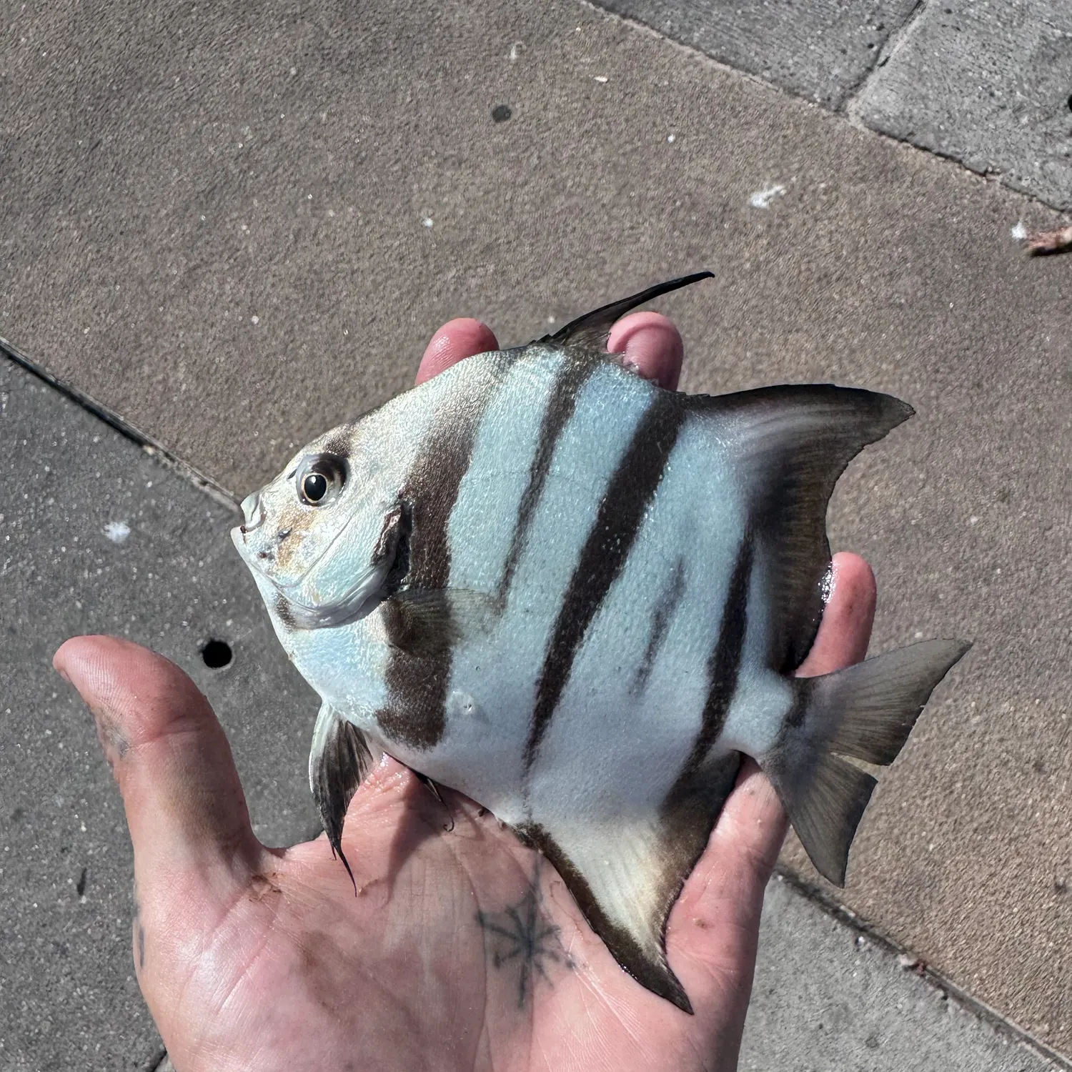The most recent Atlantic spadefish catches on Fishbrain