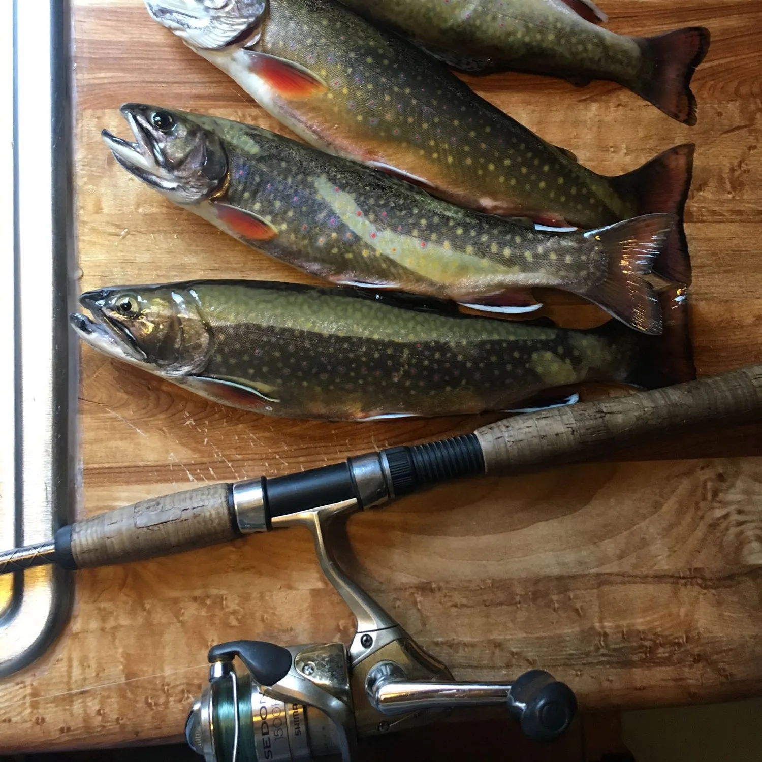 recently logged catches