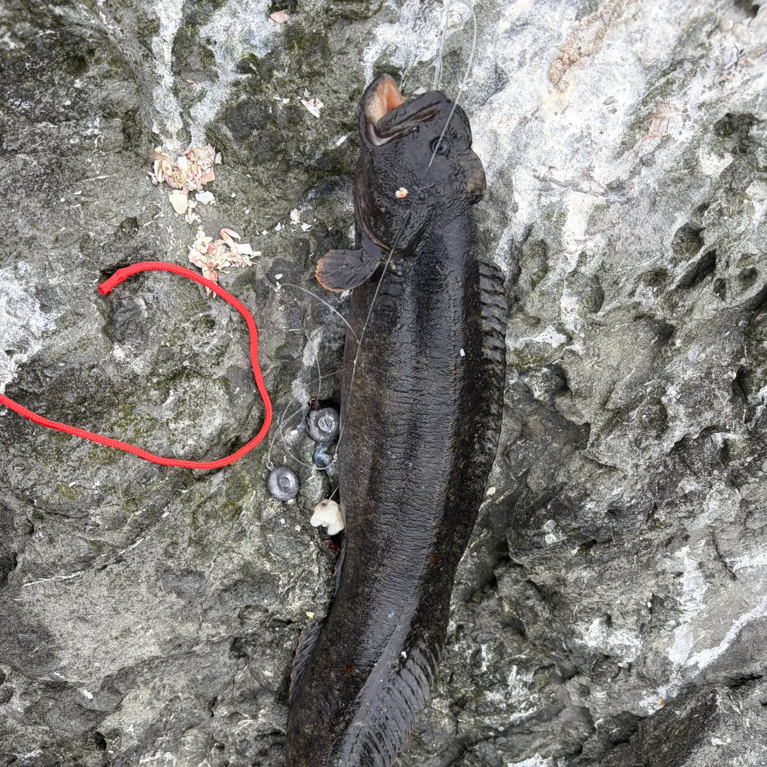 The most recent Monkeyface prickleback catches on Fishbrain