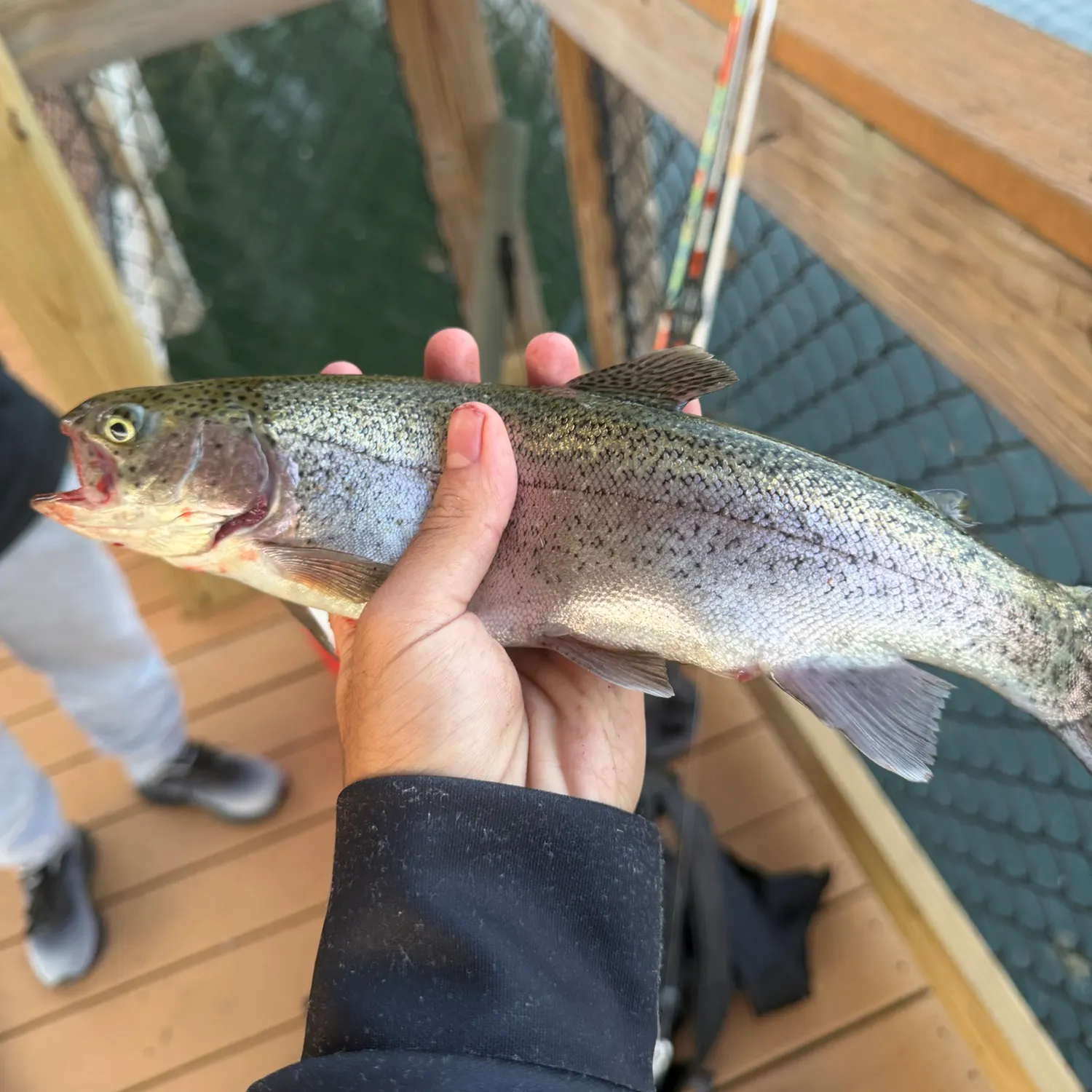 Rainbow trout caught on Fishbrain