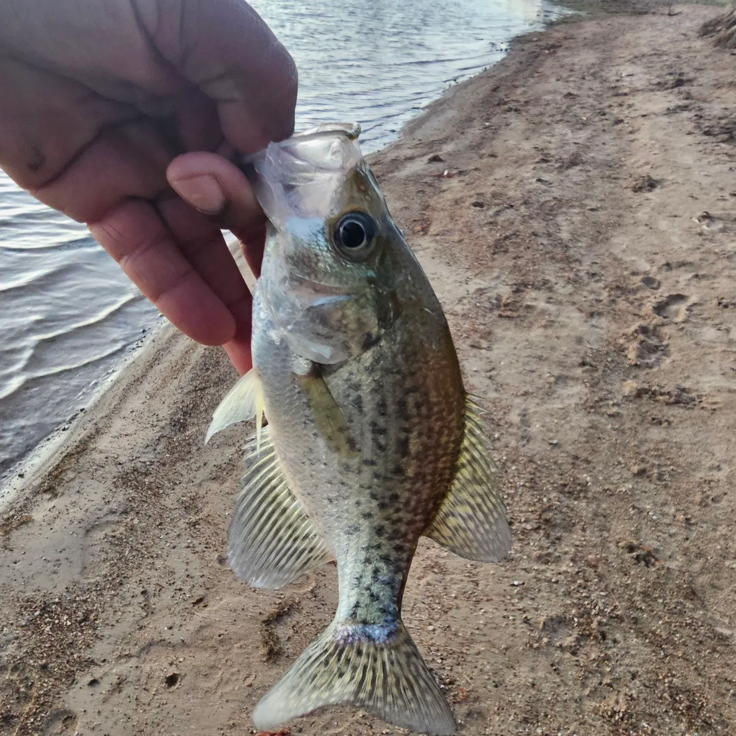 Black crappie caught on Fishbrain
