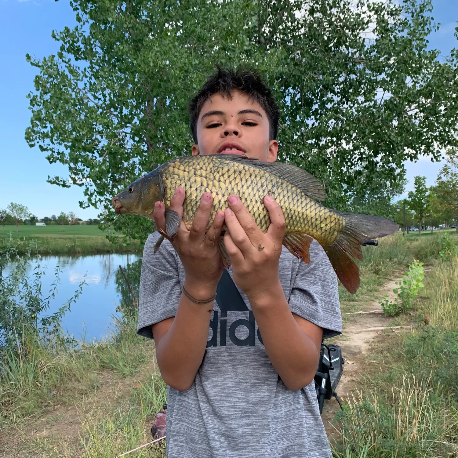 Common carp caught on Fishbrain