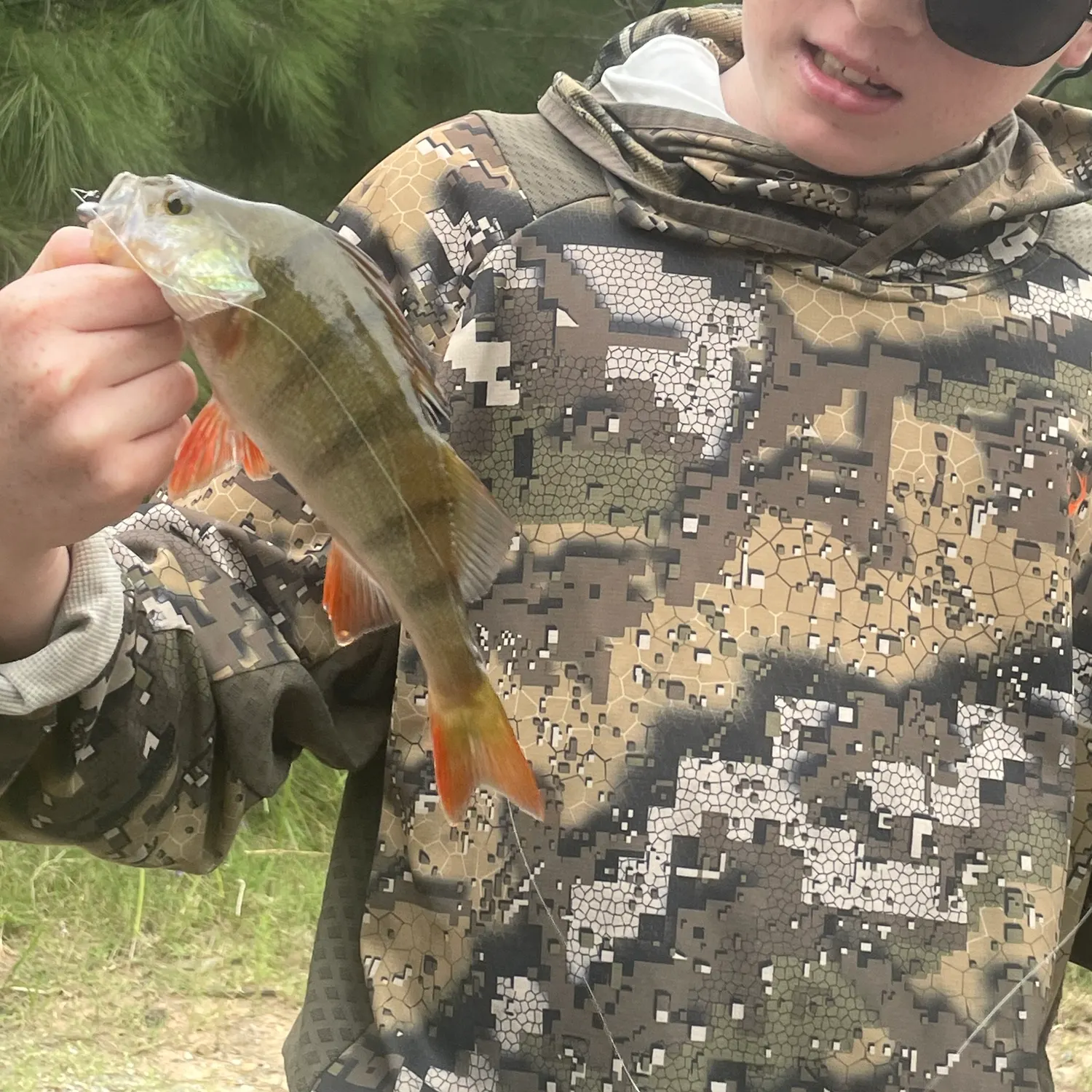 The most recent European perch catches on Fishbrain