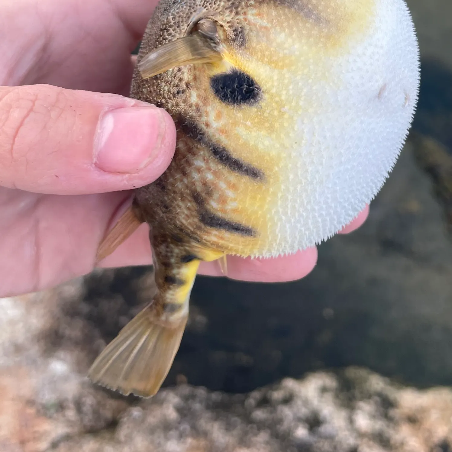 Northern puffer caught on Fishbrain