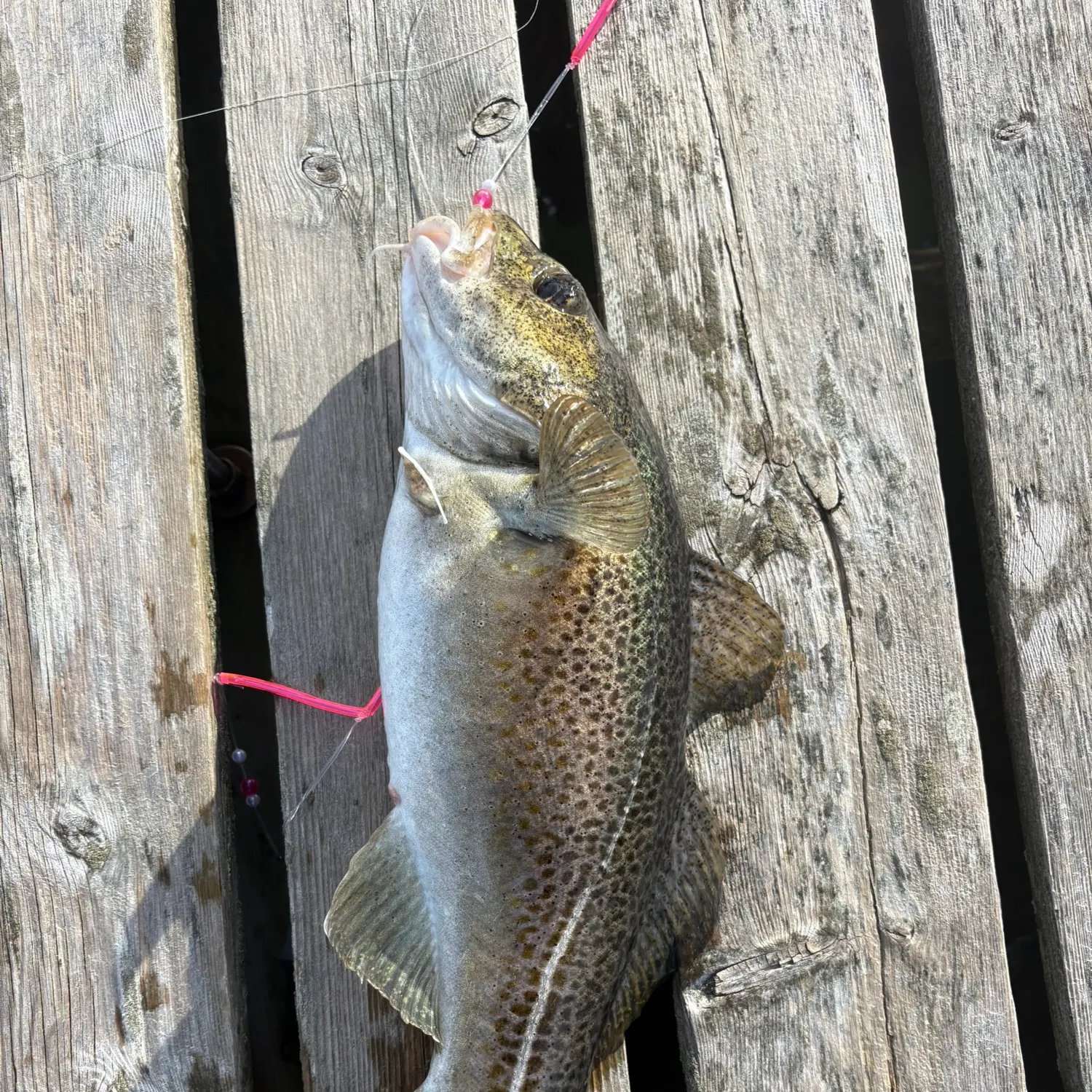 The most recent Atlantic cod catches on Fishbrain