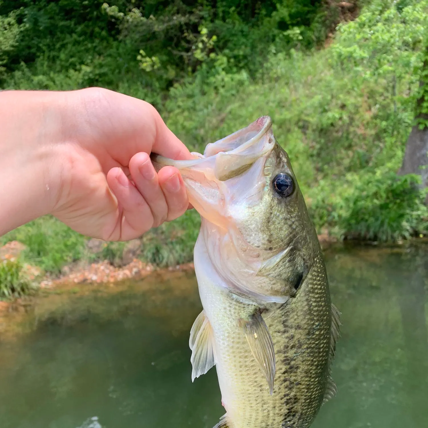 angler catch