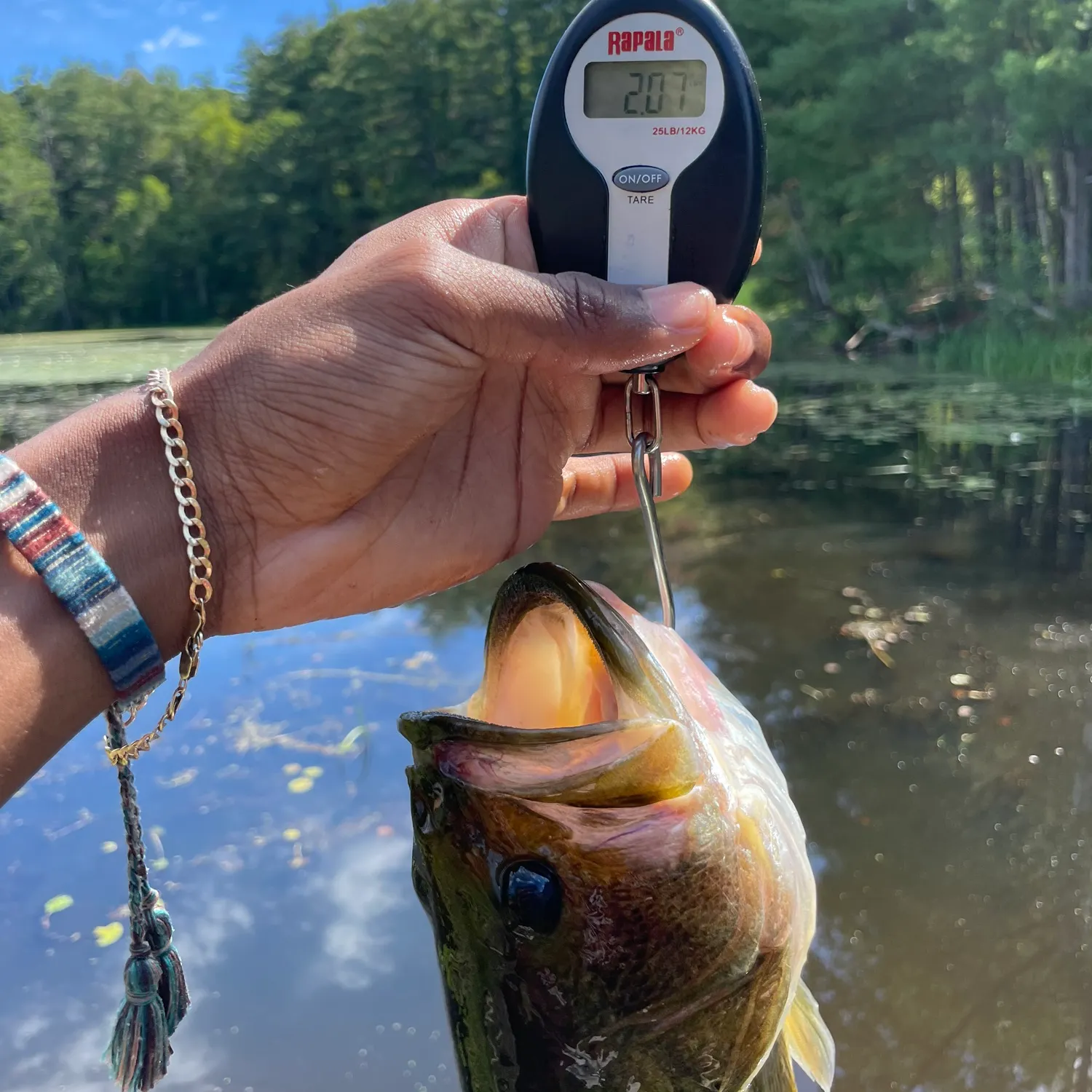 Largemouth bass caught on Fishbrain
