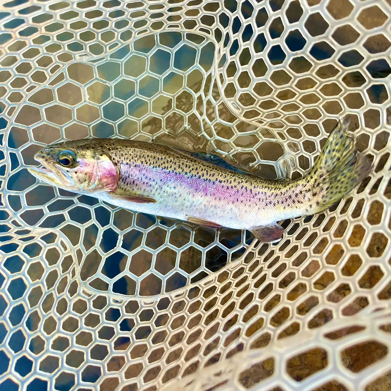 The most recent Rainbow trout catches on Fishbrain