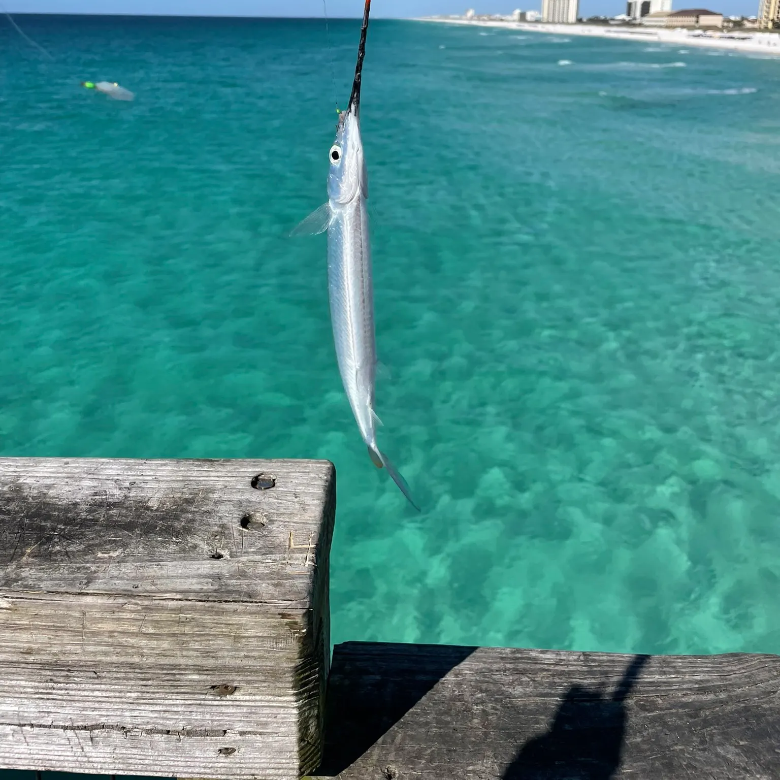 The most recent Ballyhoo halfbeak catches on Fishbrain