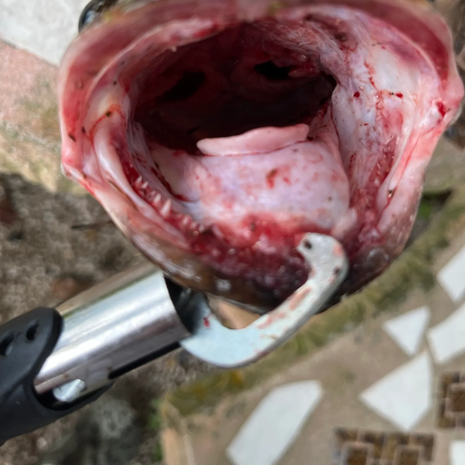 Bullseye snakehead caught on Fishbrain