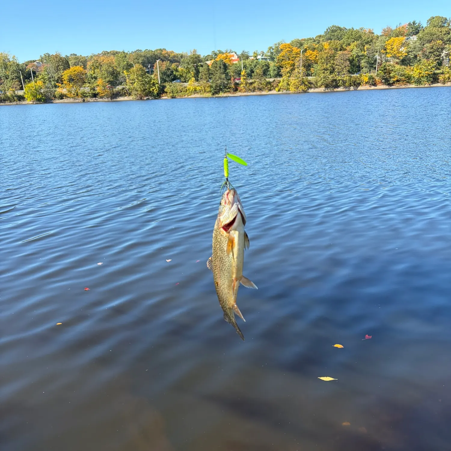 Rainbow trout caught on Fishbrain