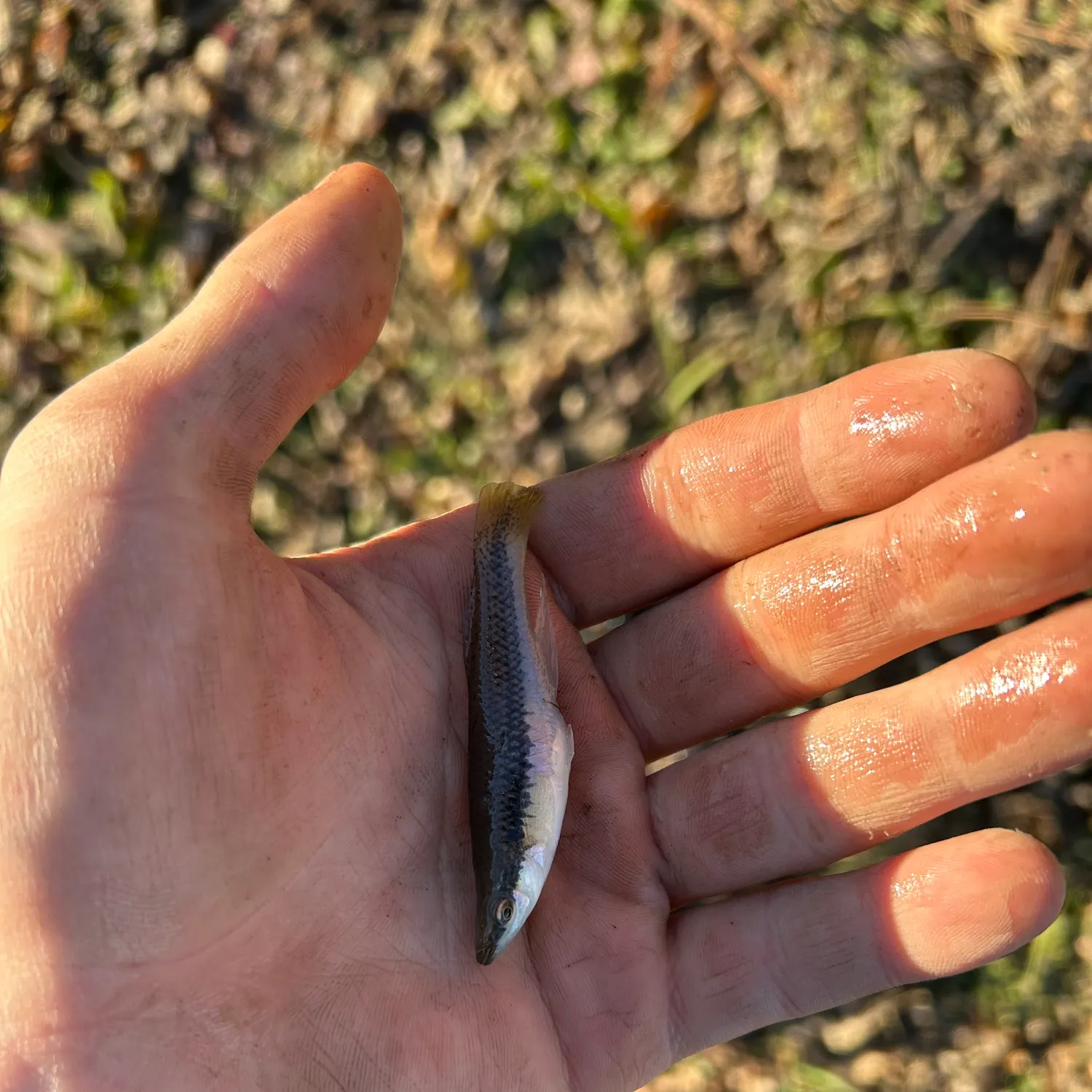 The most recent Blackstripe topminnow catches on Fishbrain