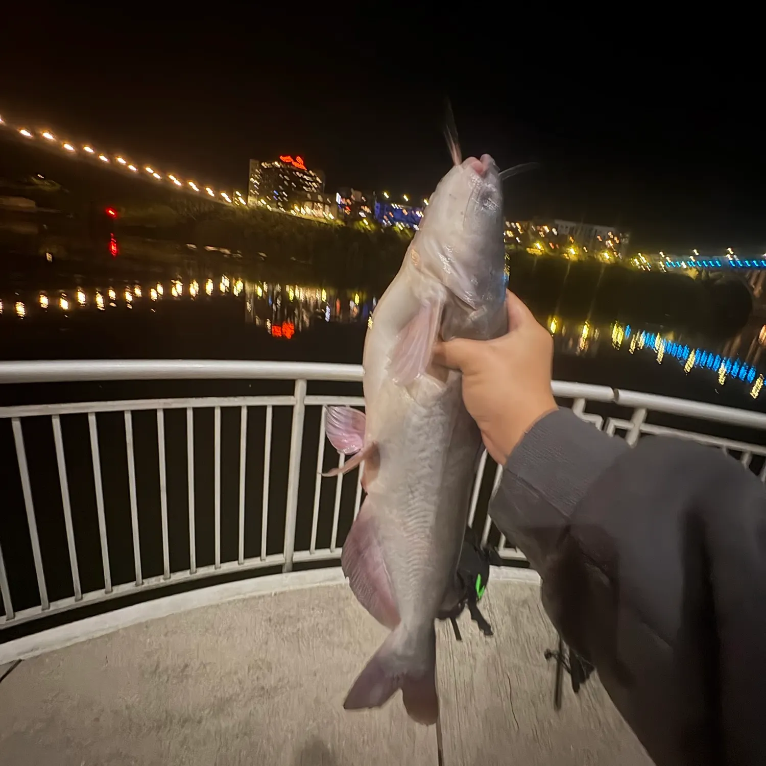 Blue catfish caught on Fishbrain