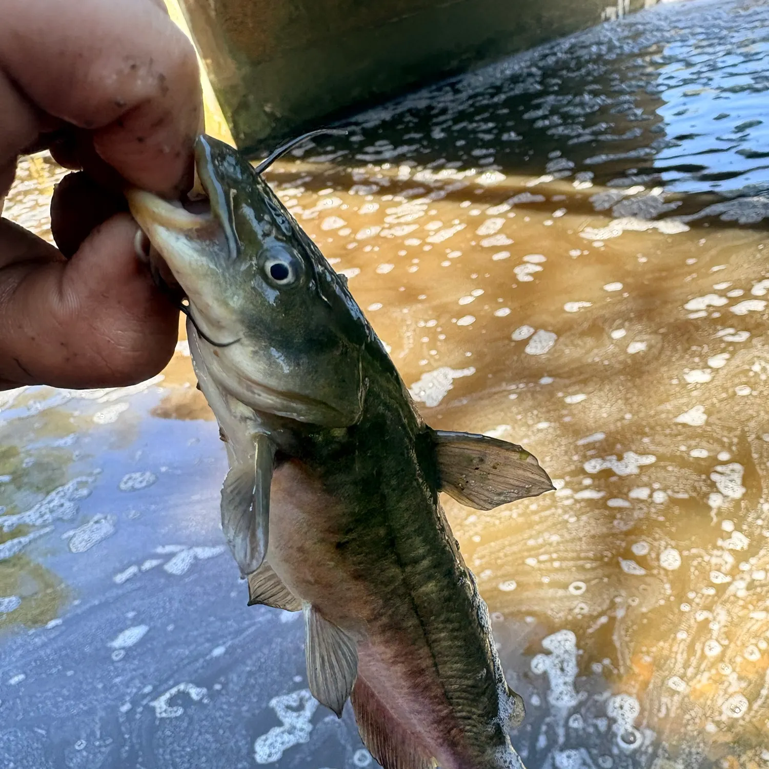 Black bullhead caught on Fishbrain