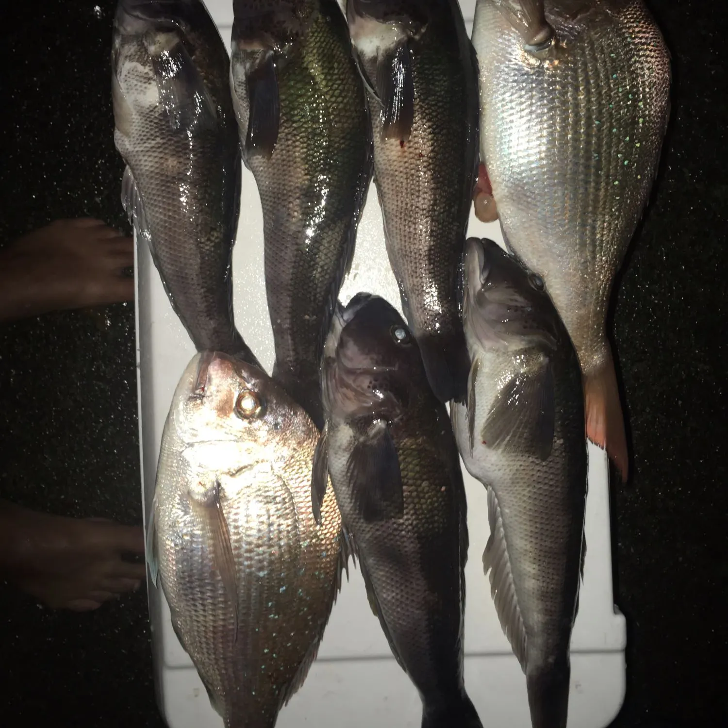recently logged catches