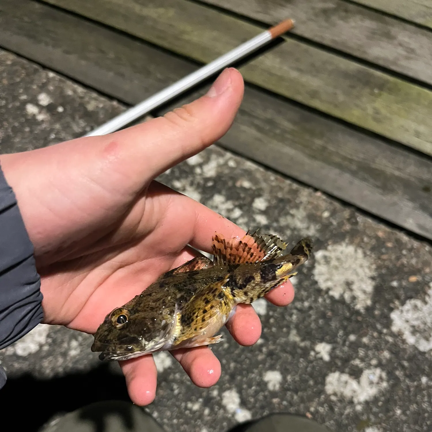 The most recent Shorthorn sculpin catches on Fishbrain