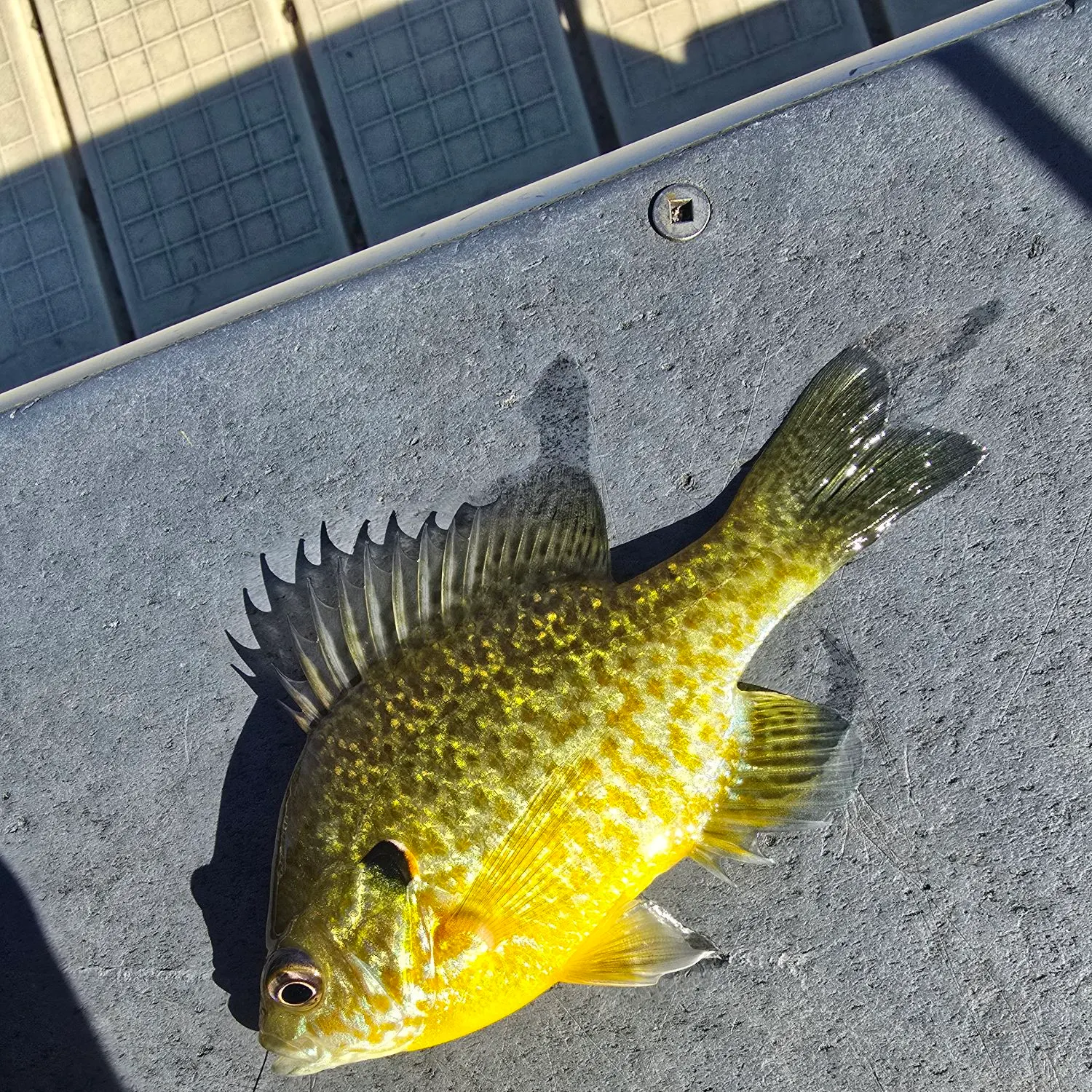 Pumpkinseed caught on Fishbrain