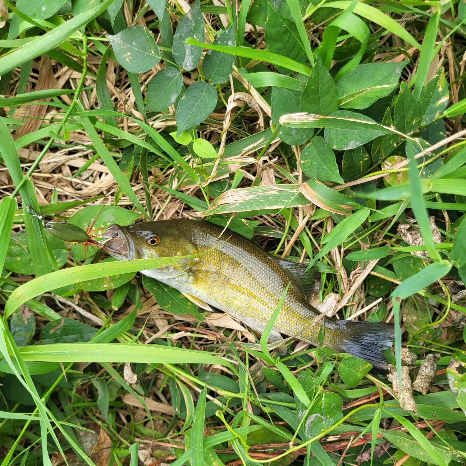 Smallmouth bass caught on Fishbrain