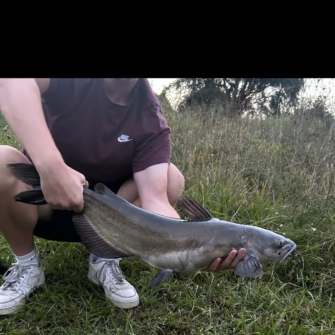 Channel catfish caught on Fishbrain