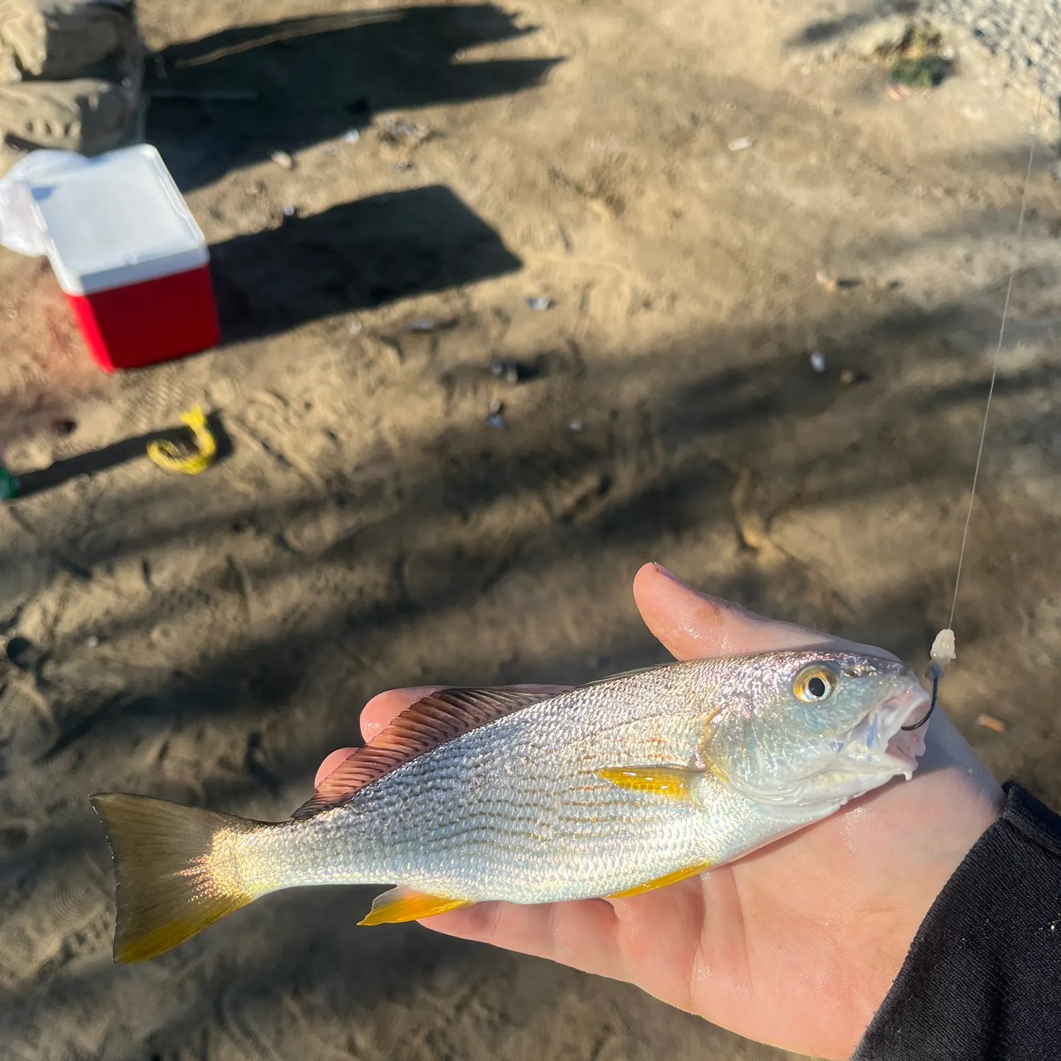 The most recent Yellowfin croaker catches on Fishbrain