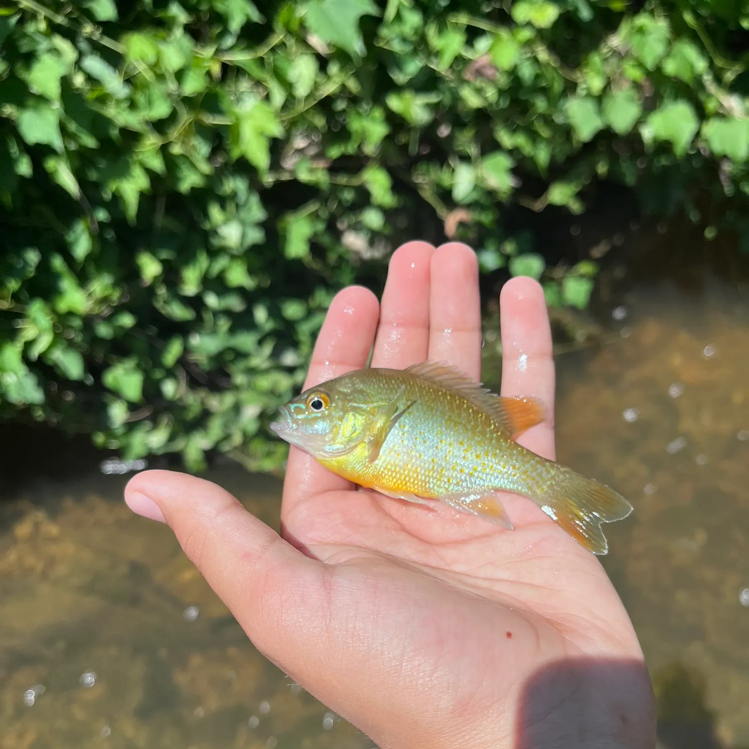 Redbreast sunfish caught on Fishbrain