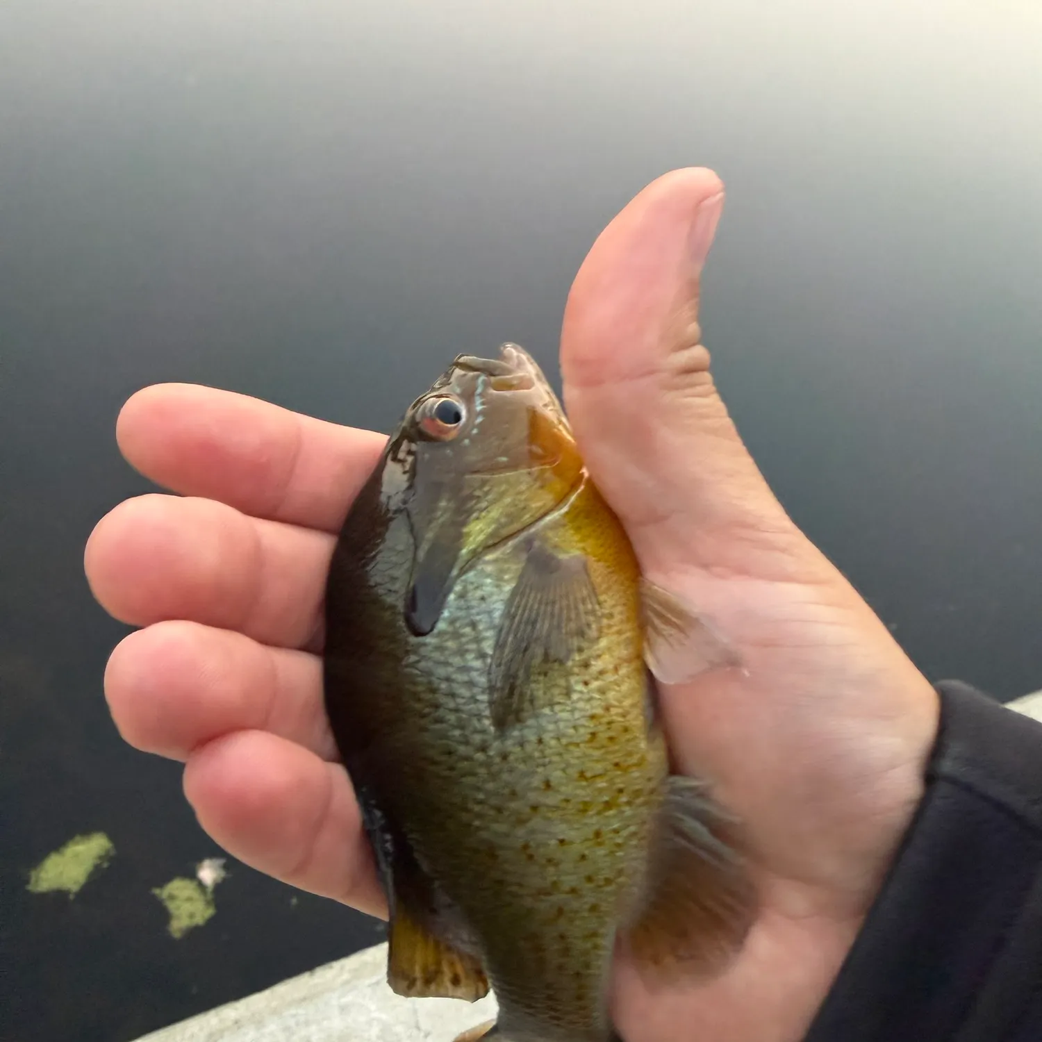 Redbreast sunfish caught on Fishbrain