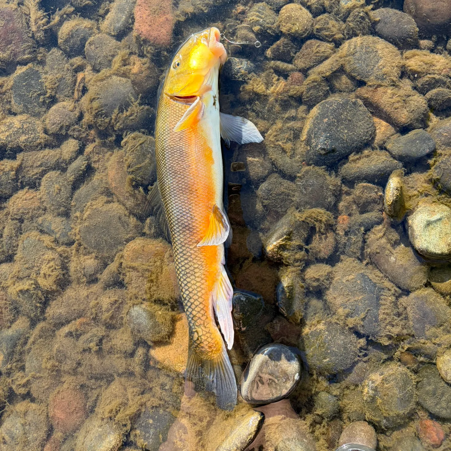 The most recent Largescale sucker catches on Fishbrain